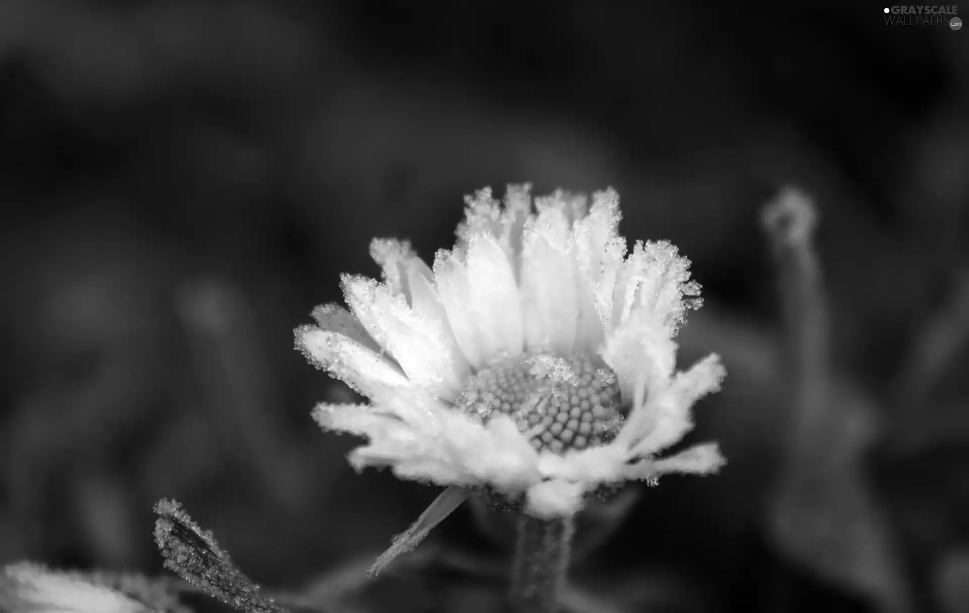 frosted, daisy