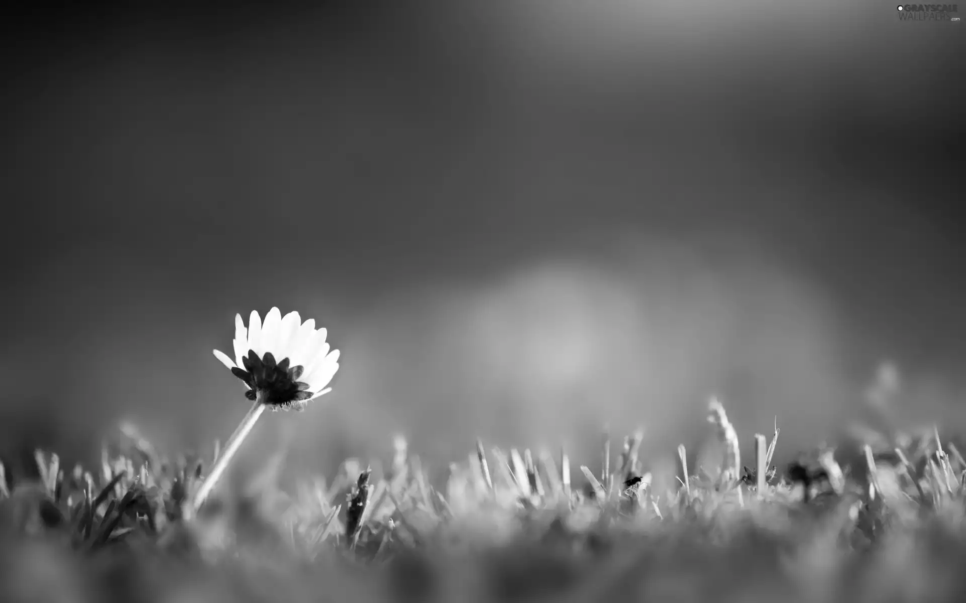 grass, daisy