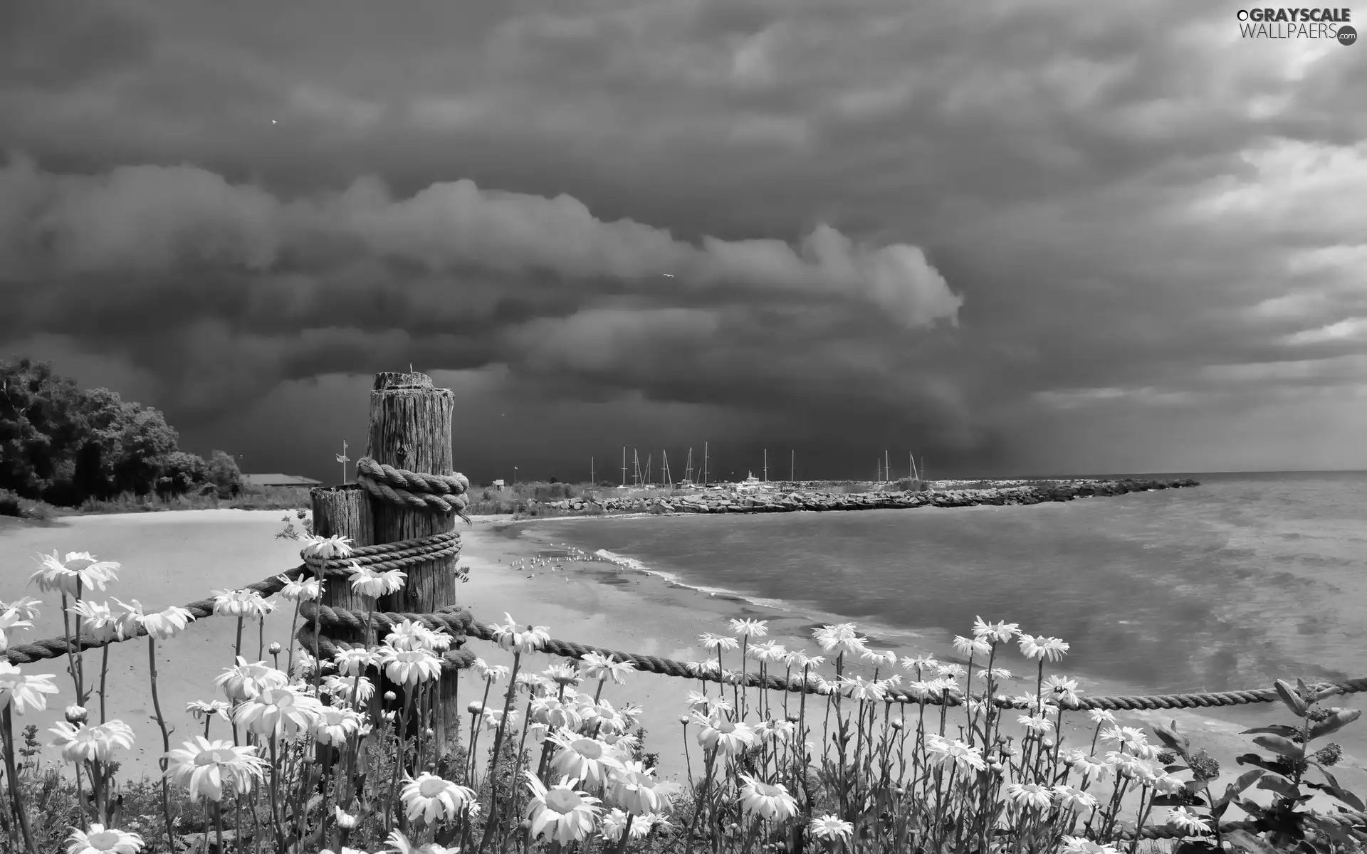sea, clouds, daisy, dark