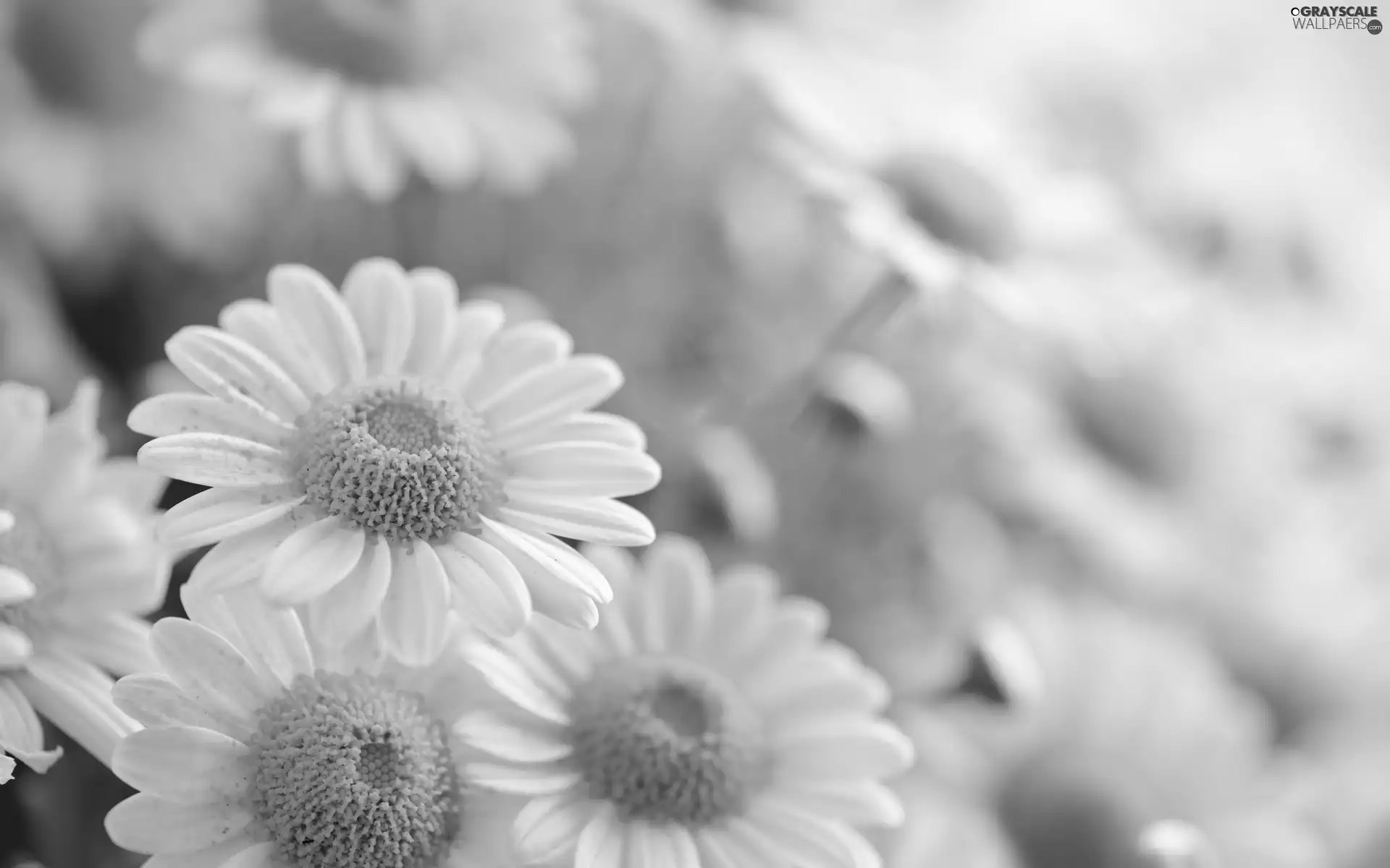 White, daisy