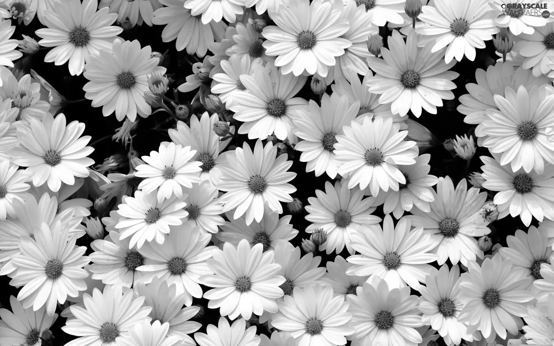 White, daisy