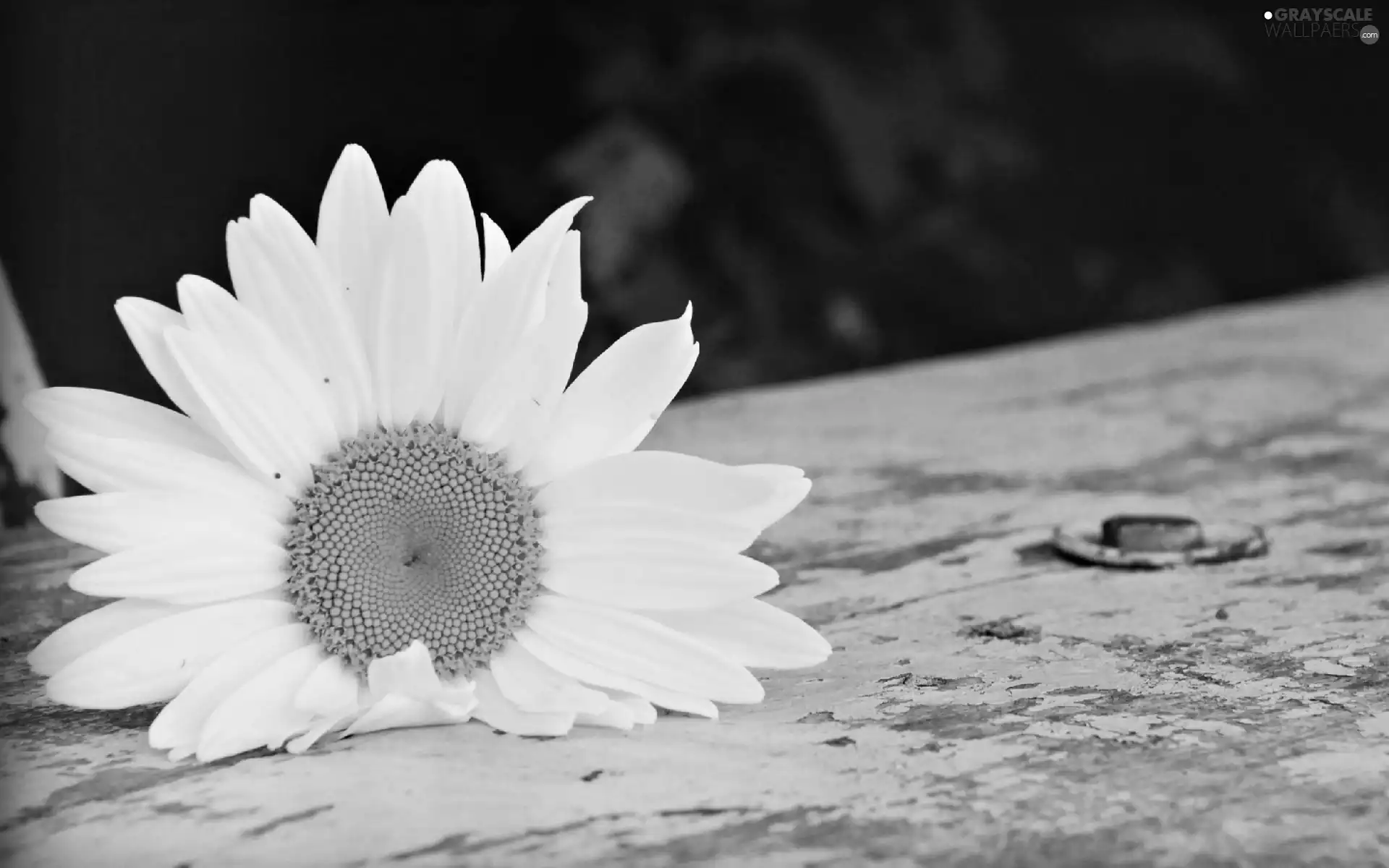 White, Daisy