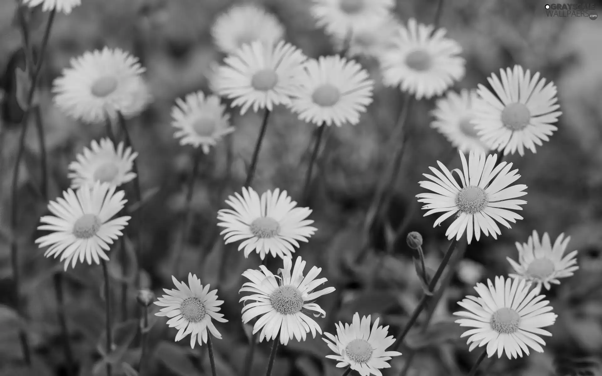 Yellow, daisy