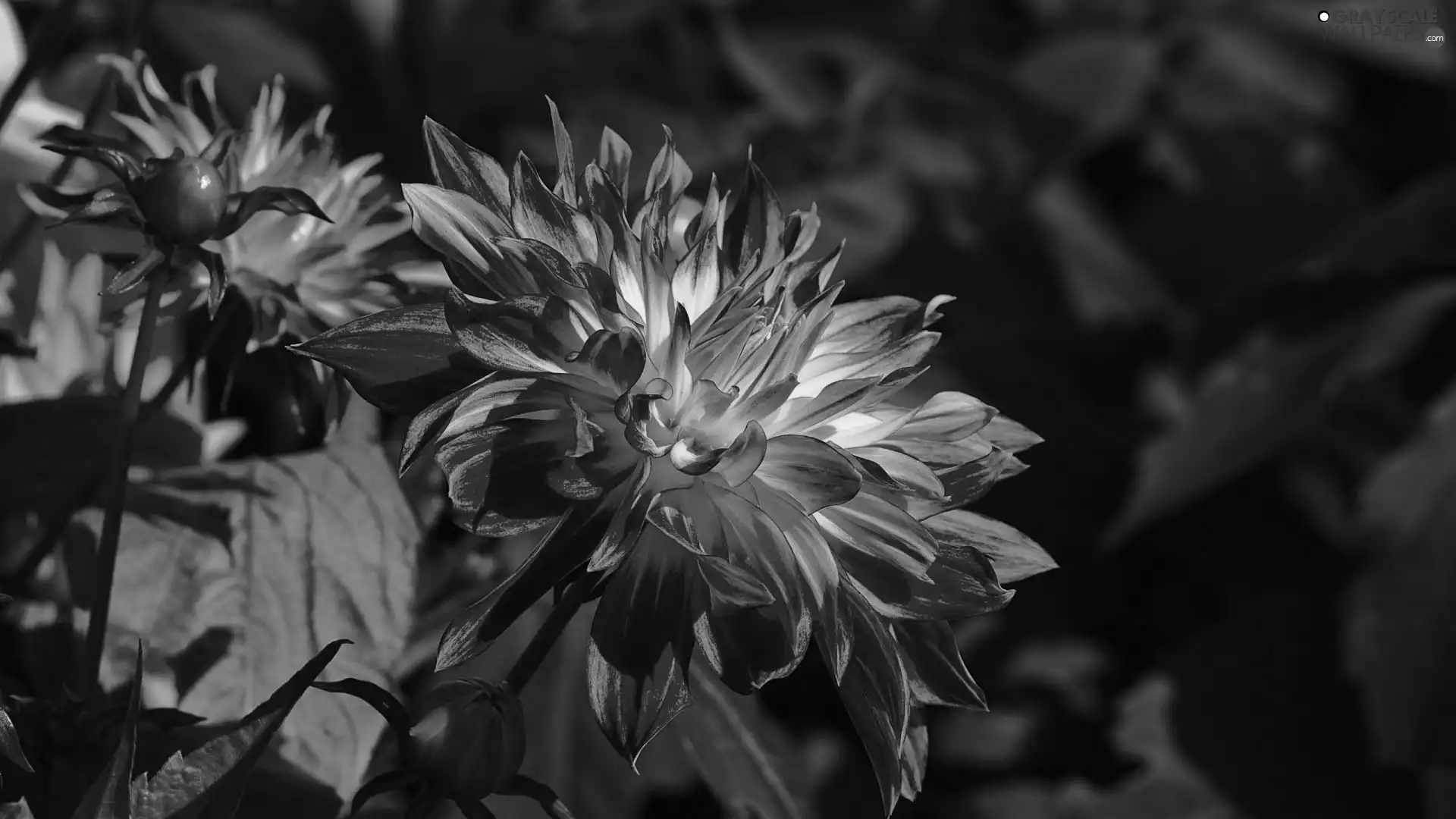 Beauty, Dalia