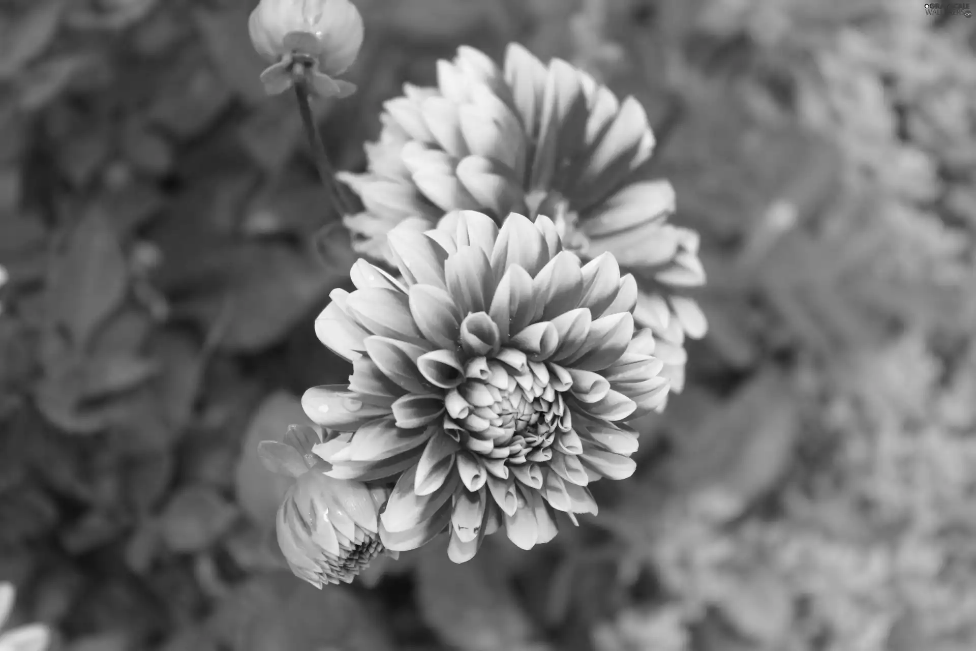 Dalia, ordinary, Flower