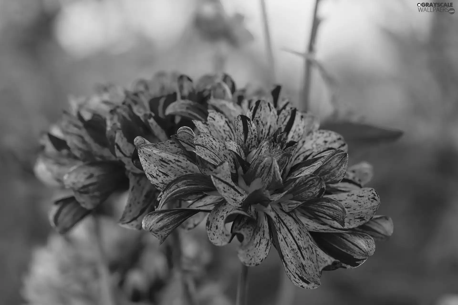 Flowers, Dalia