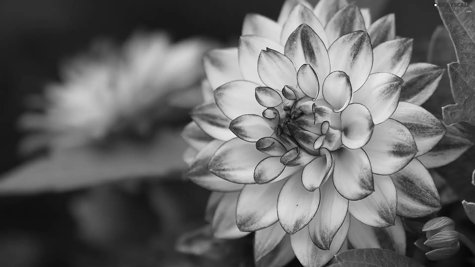 Dalia, rapprochement