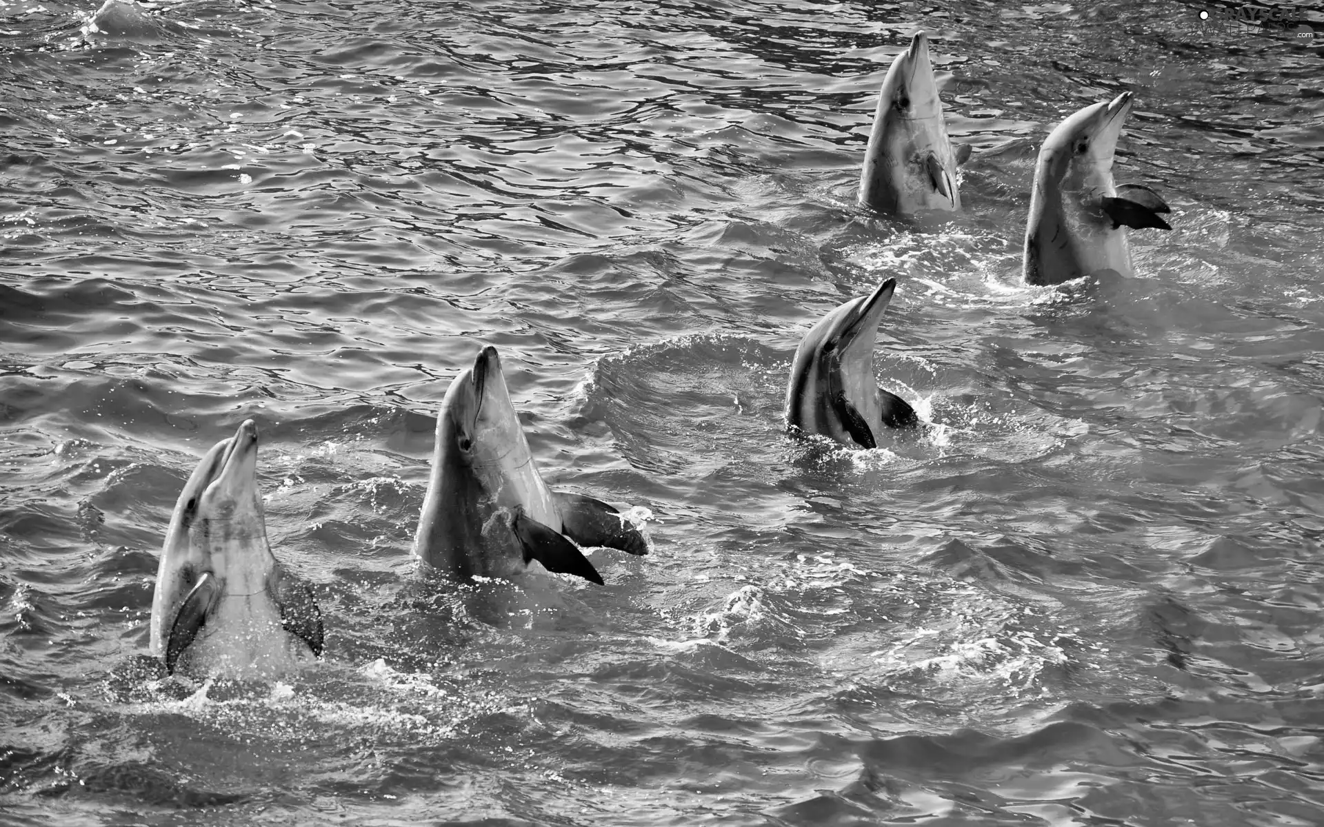 dance, dolphins, water