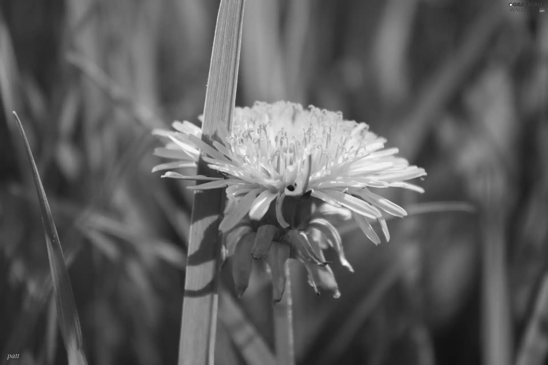 Yellow, grass, dandelion, Colourfull Flowers