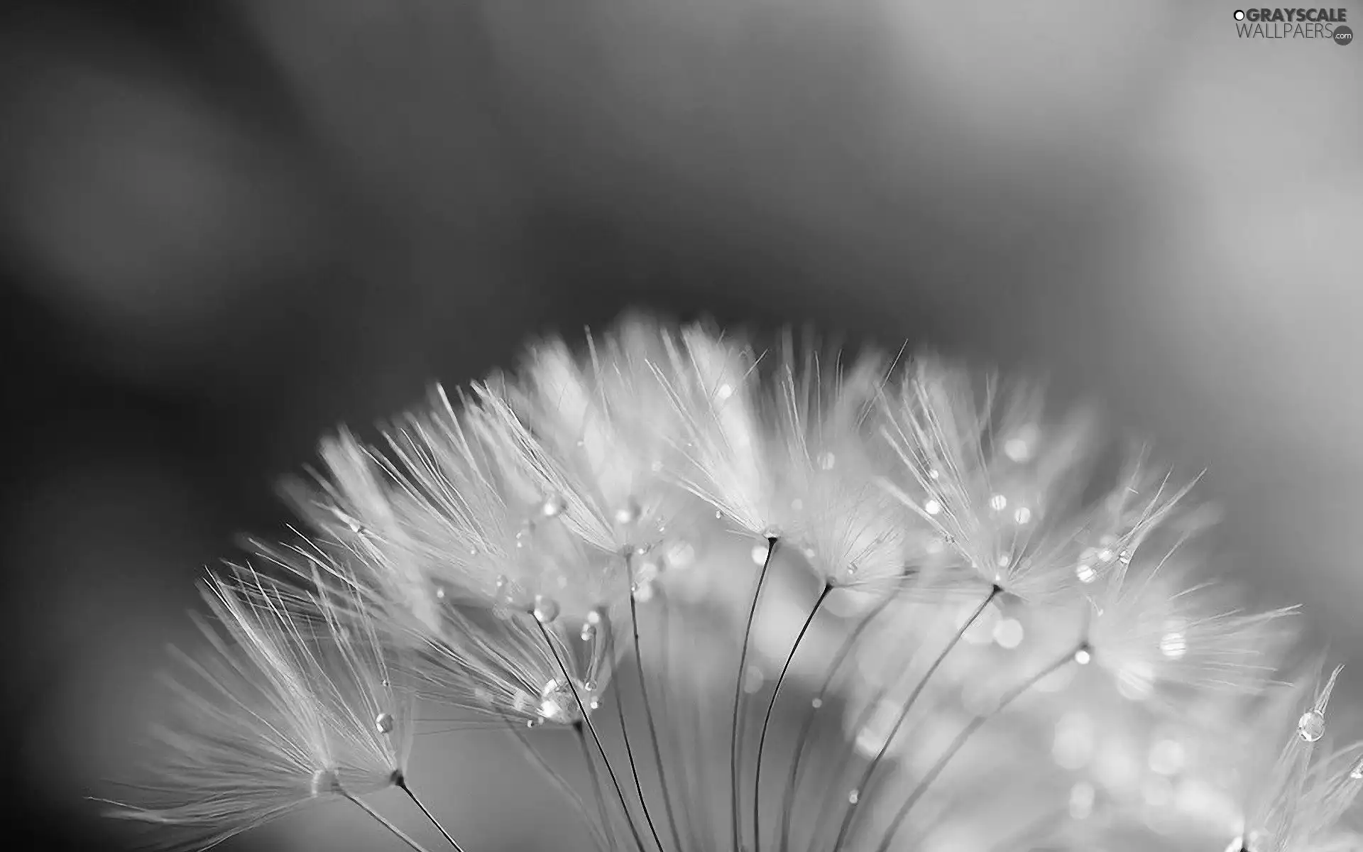 puffball, dandelion