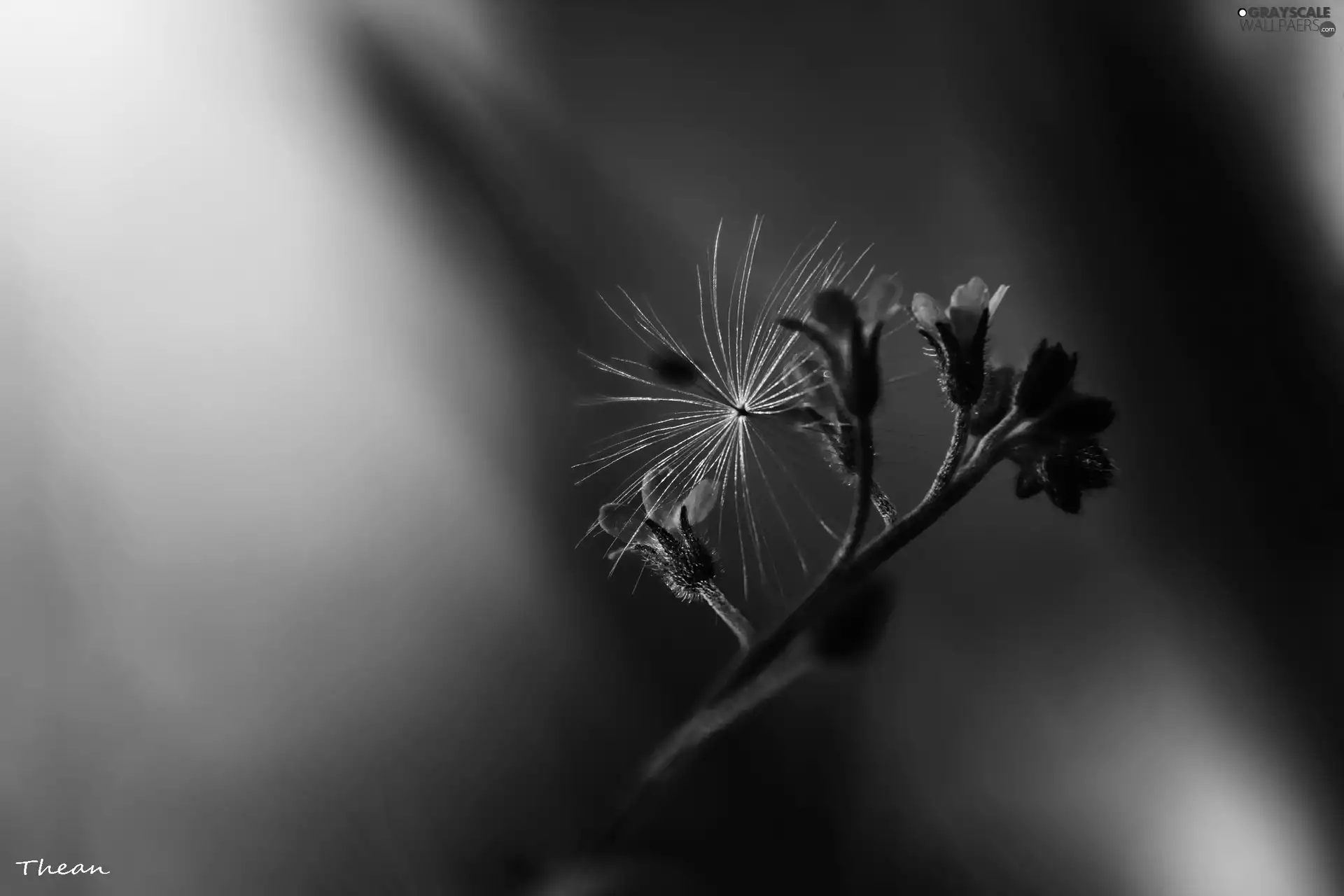 dandelion, Forget, seed