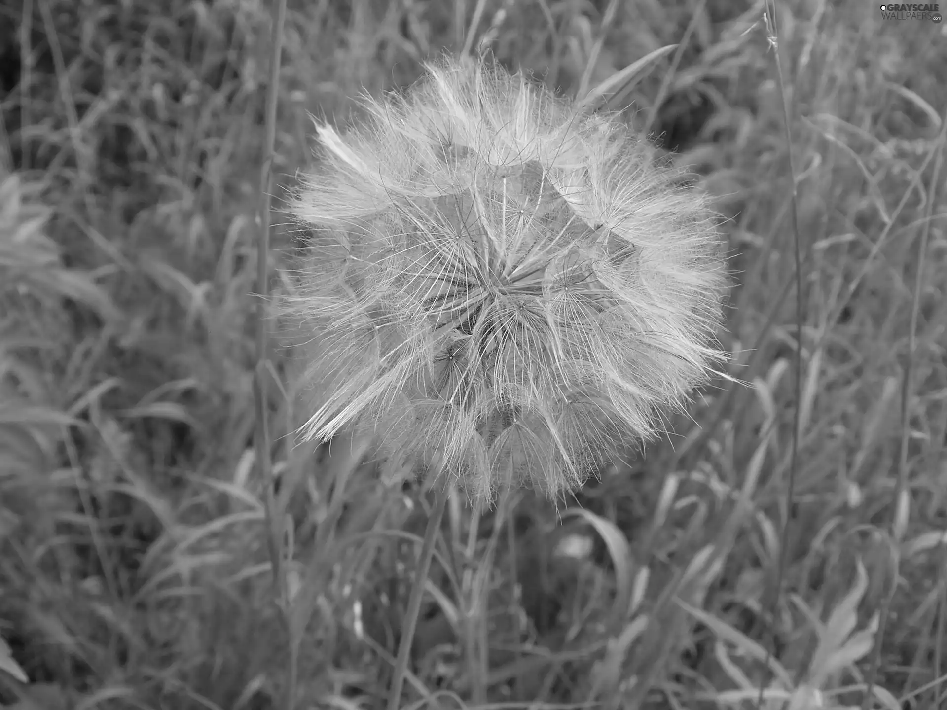 dandelion