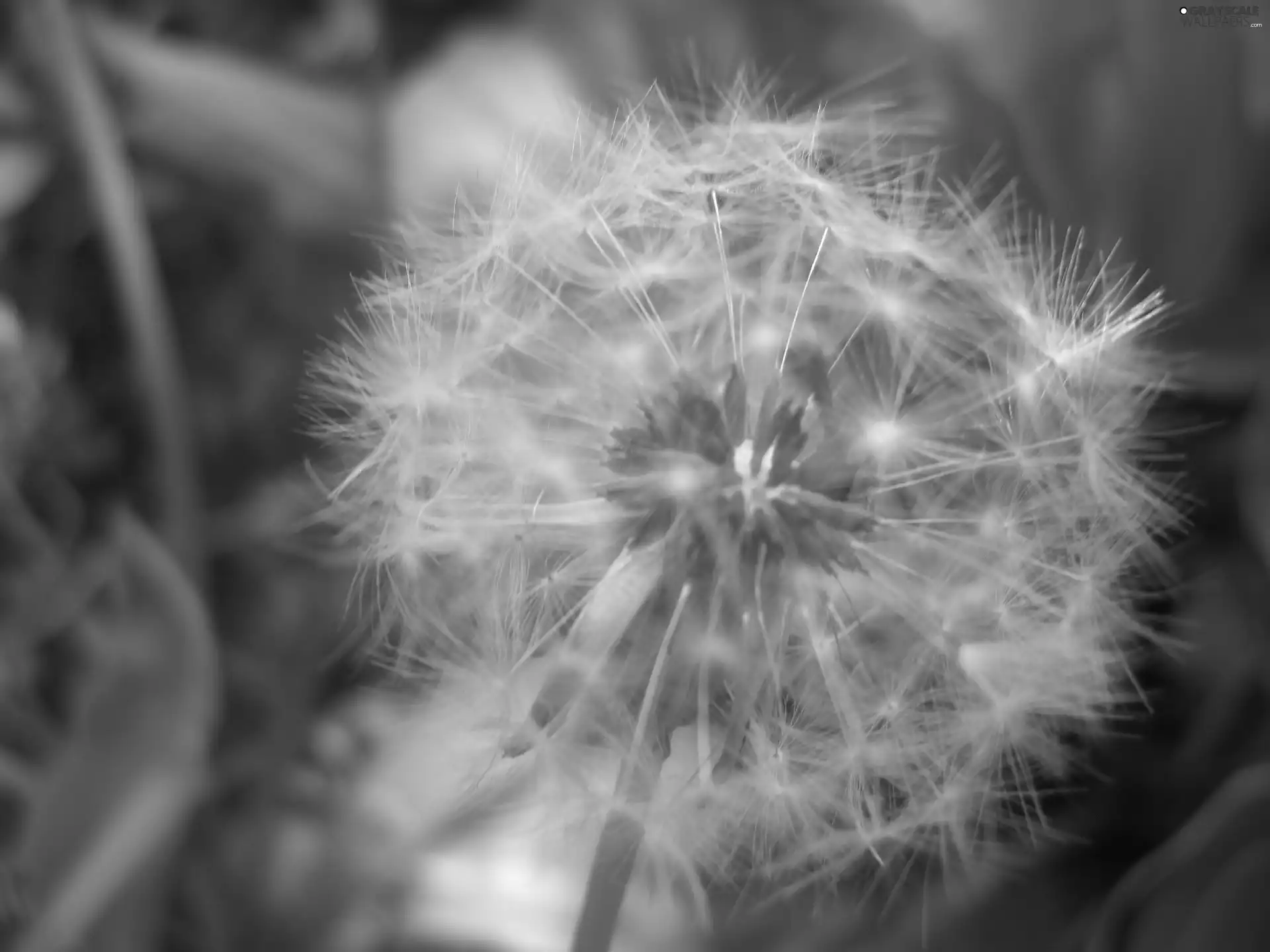 Common Dandelion, dandelion