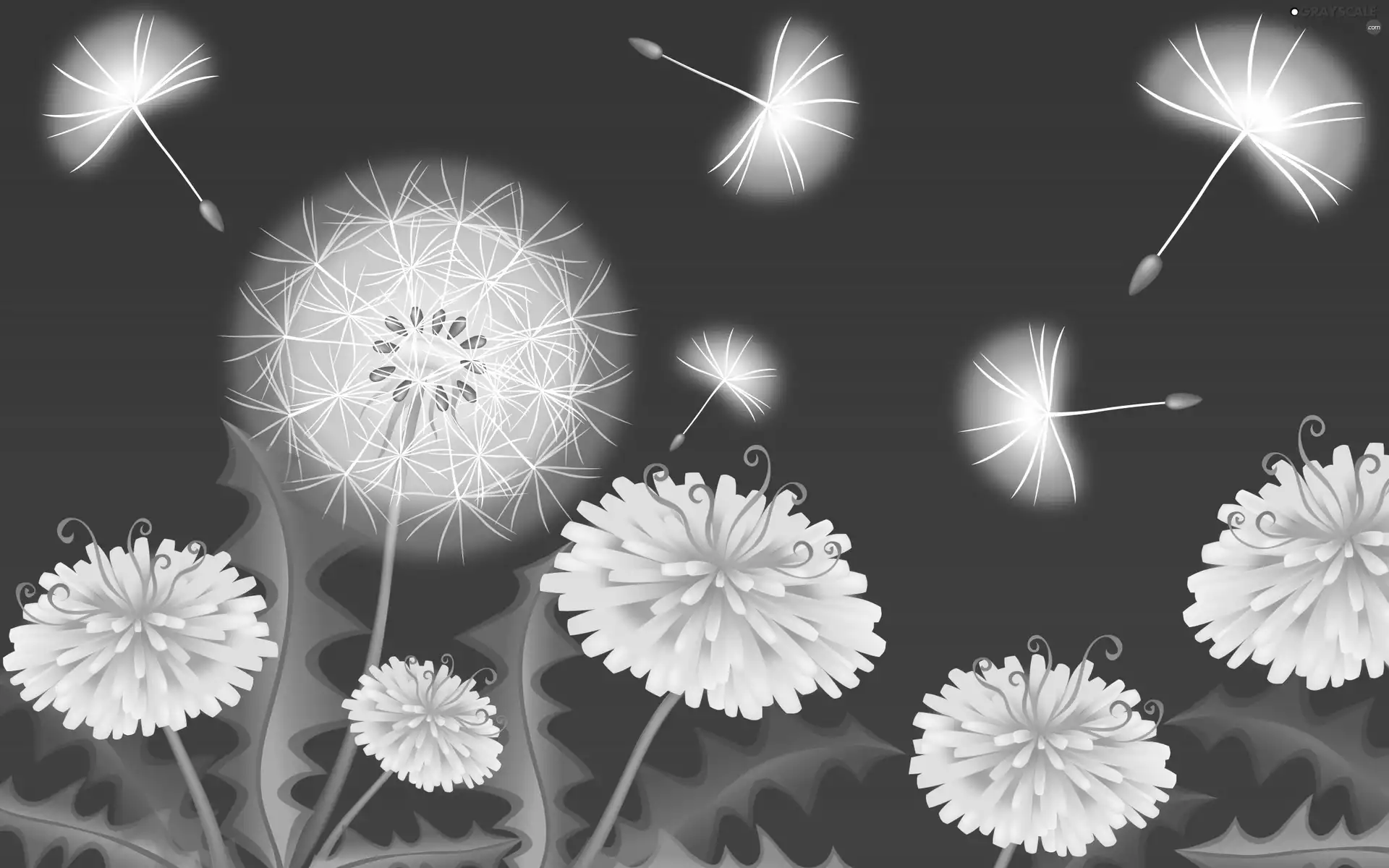dandelions, Flowers, Common Dandelion
