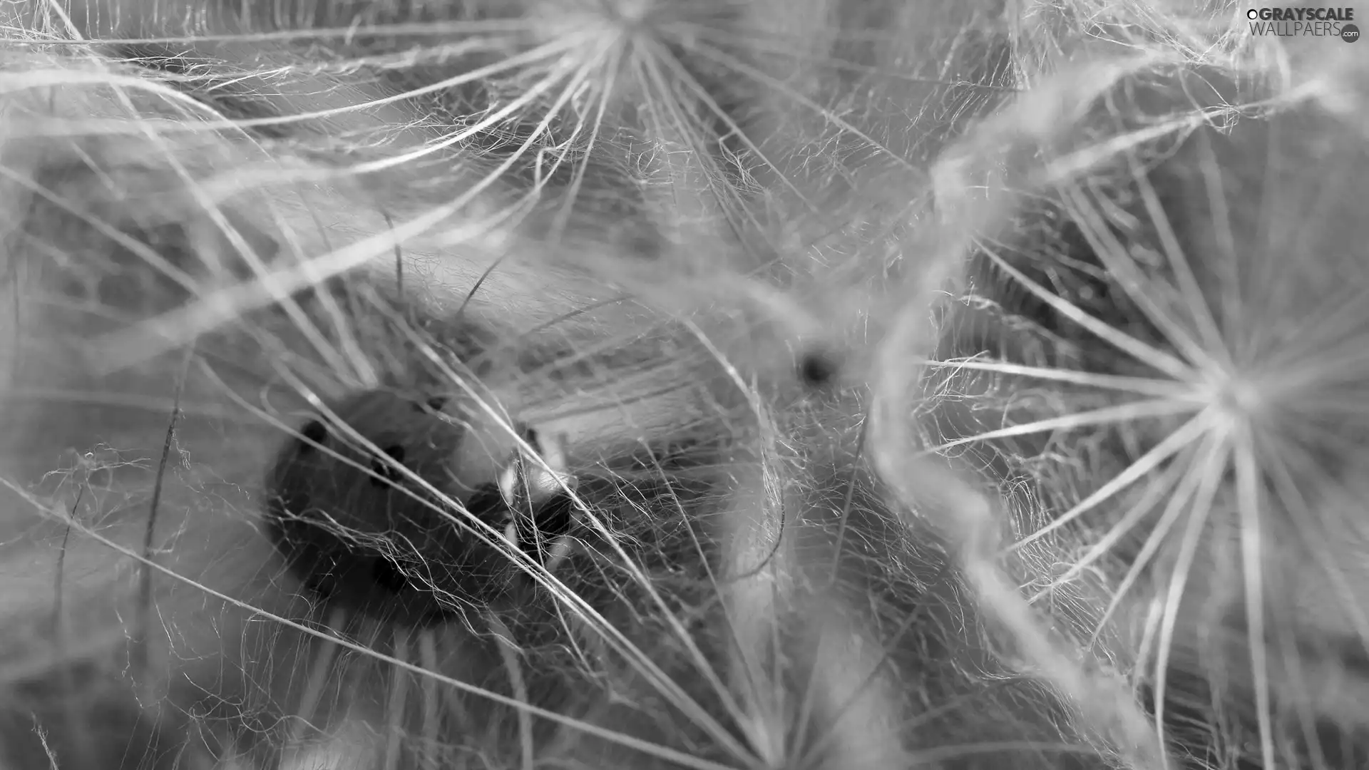 ladybird, dandelions