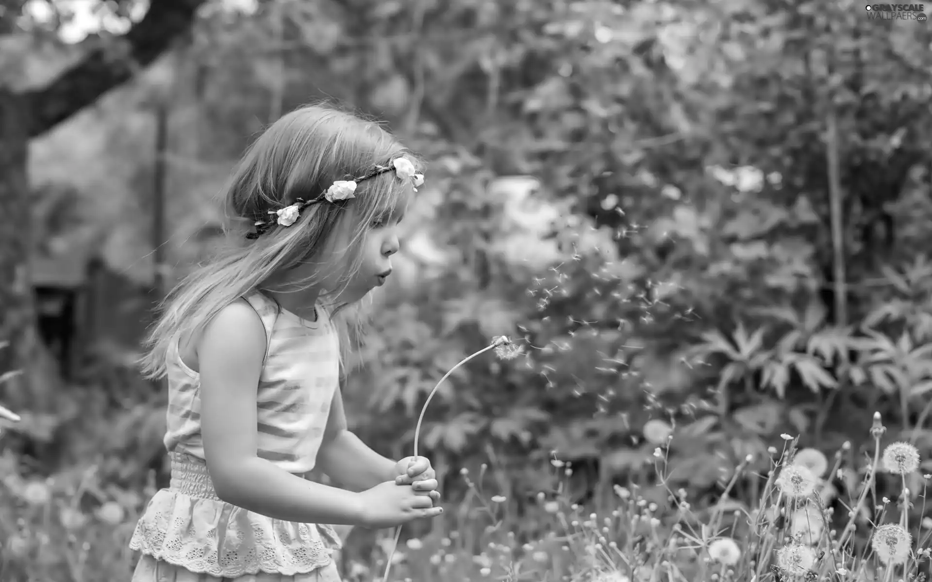 dandelions, summer, wreath, Meadow, girl