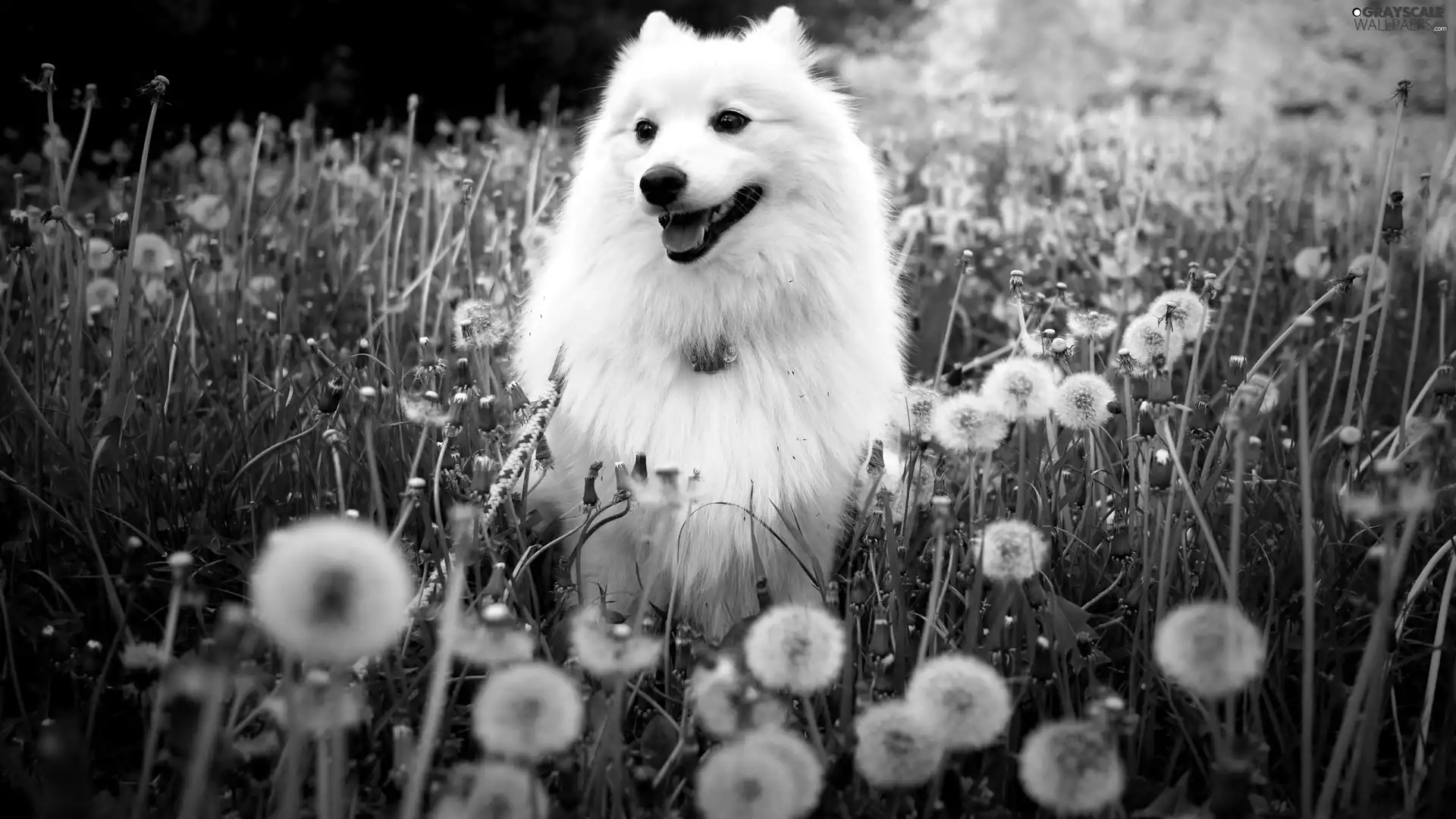 White, Common Dandelion, dandelions, point
