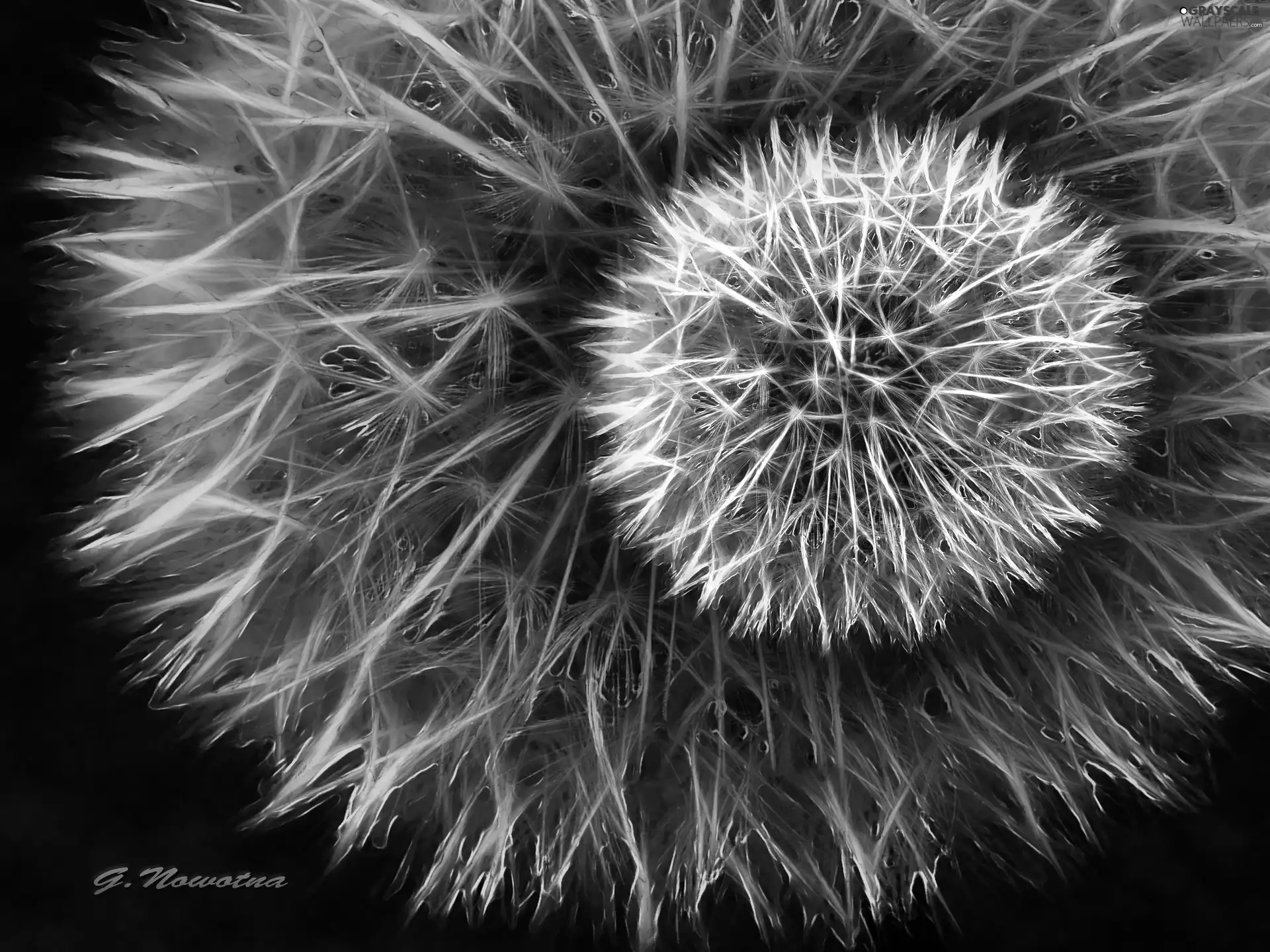 dandelions, Fractalius