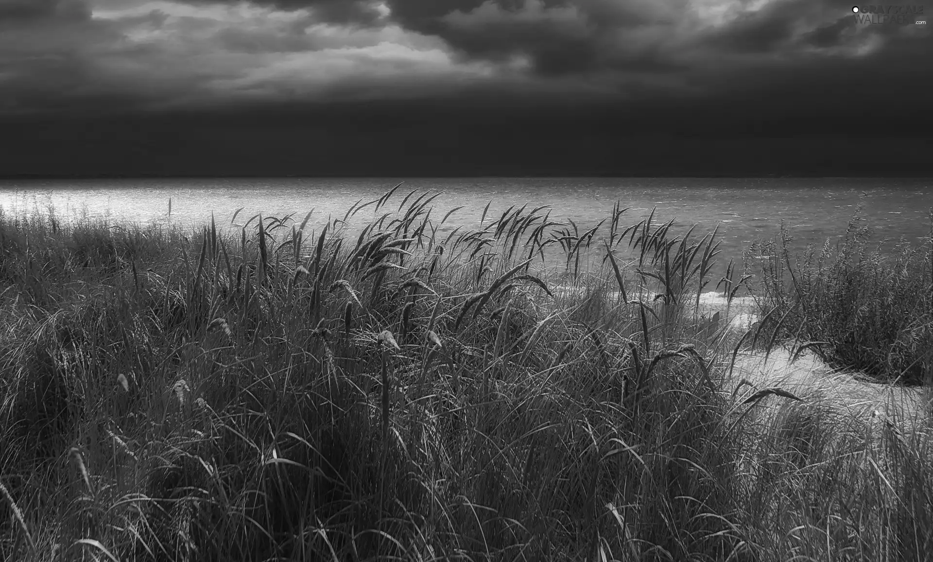 dark, clouds, high, grass, Coast