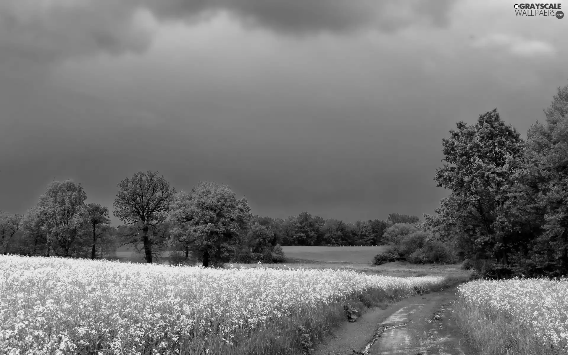 dark, clouds, rape, Way, Field