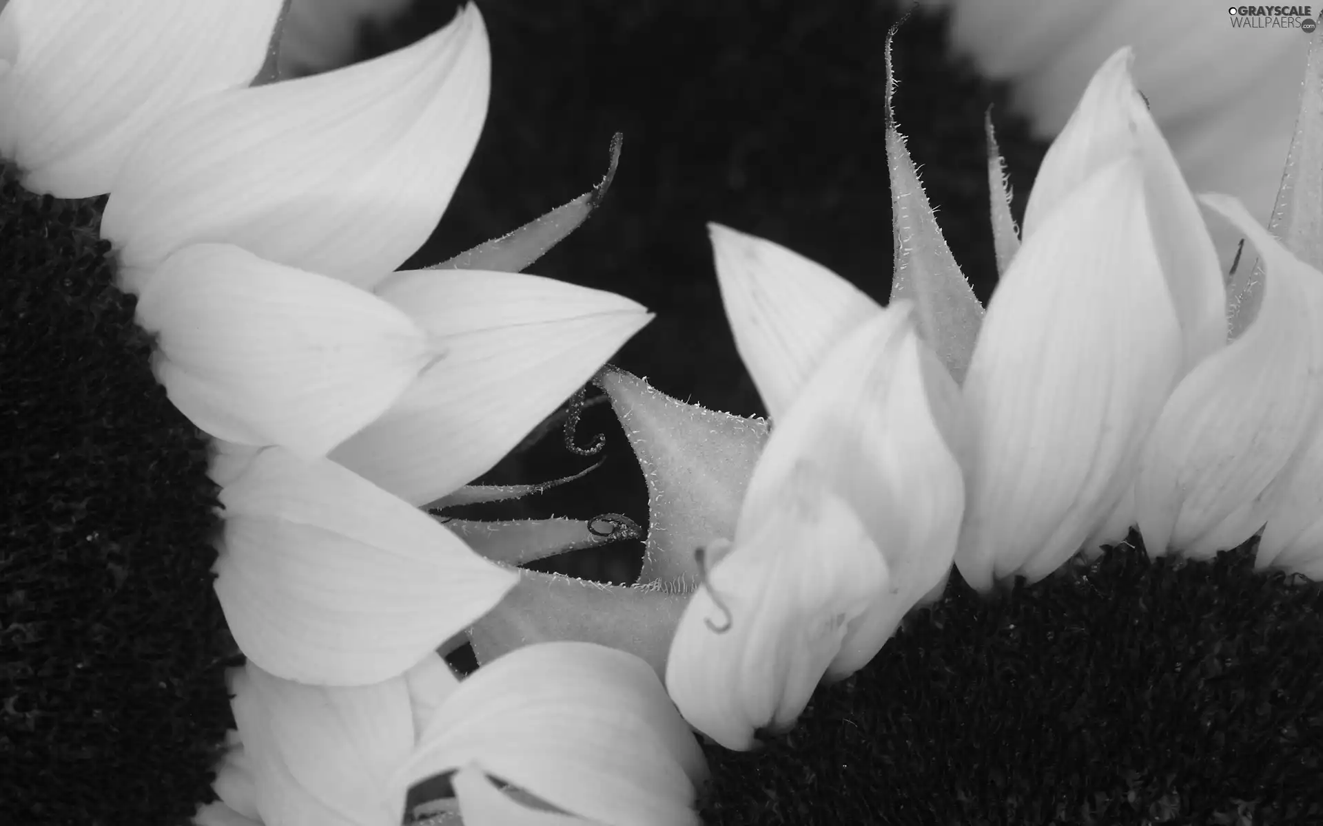 resources, Nice sunflowers, dark