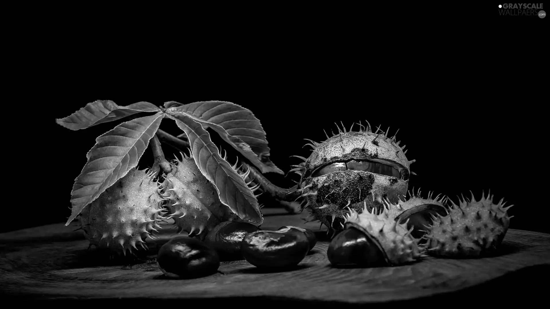 Leaf, chestnut, parings, Dark Background, chestnuts, twig
