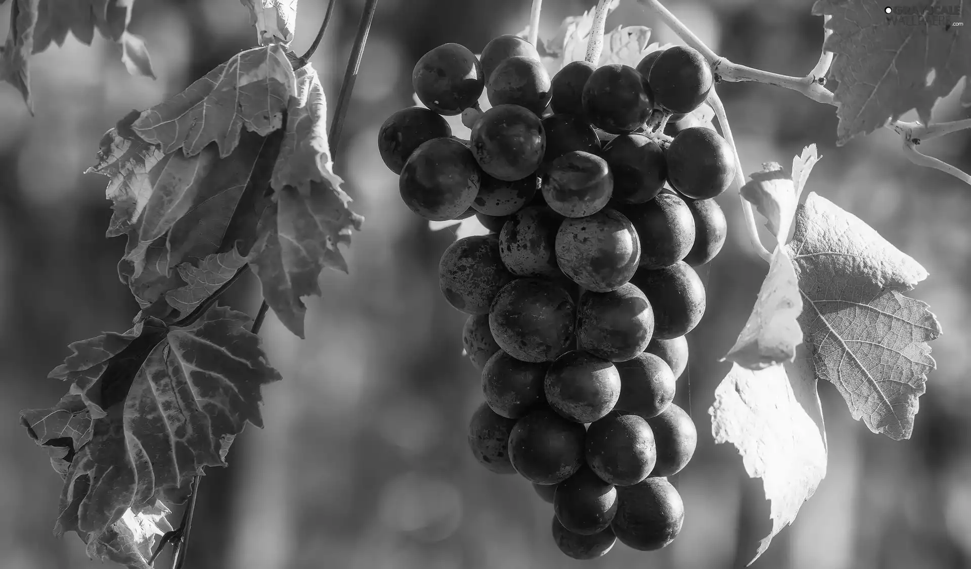 spray, Grapes, Leaf, dark