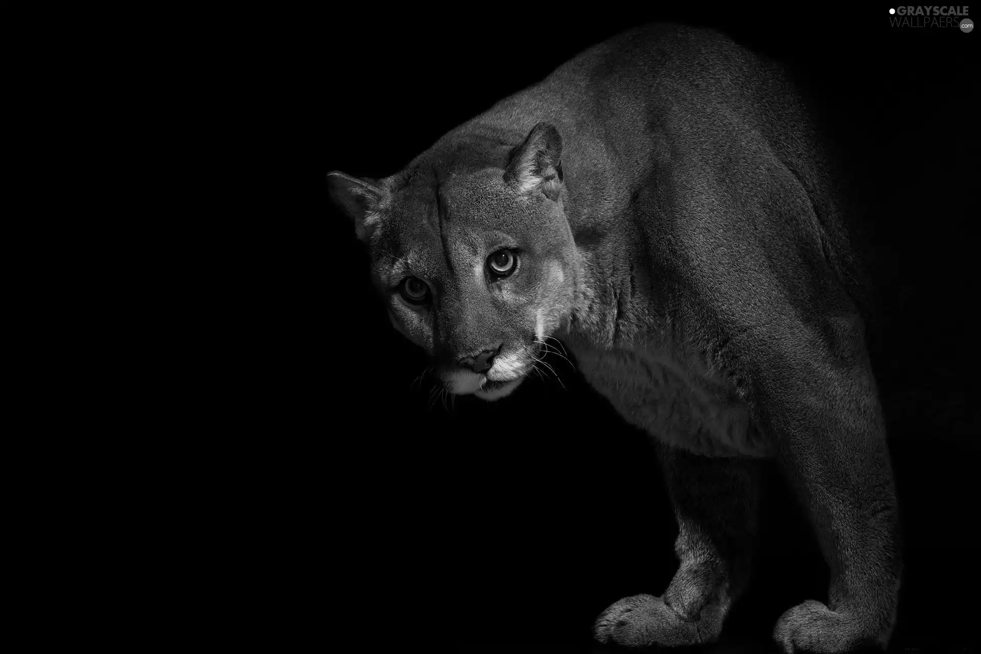 cougar, darkness
