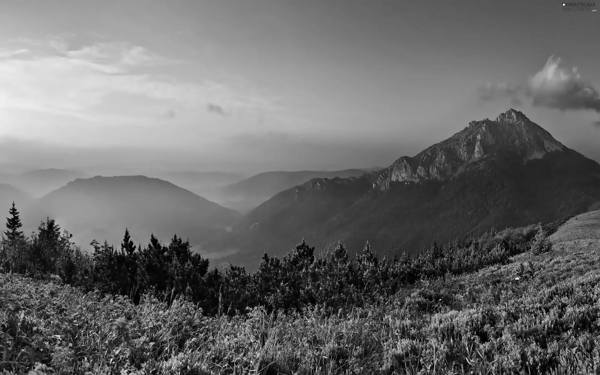 Mountains, Meadow, dawn, Fog