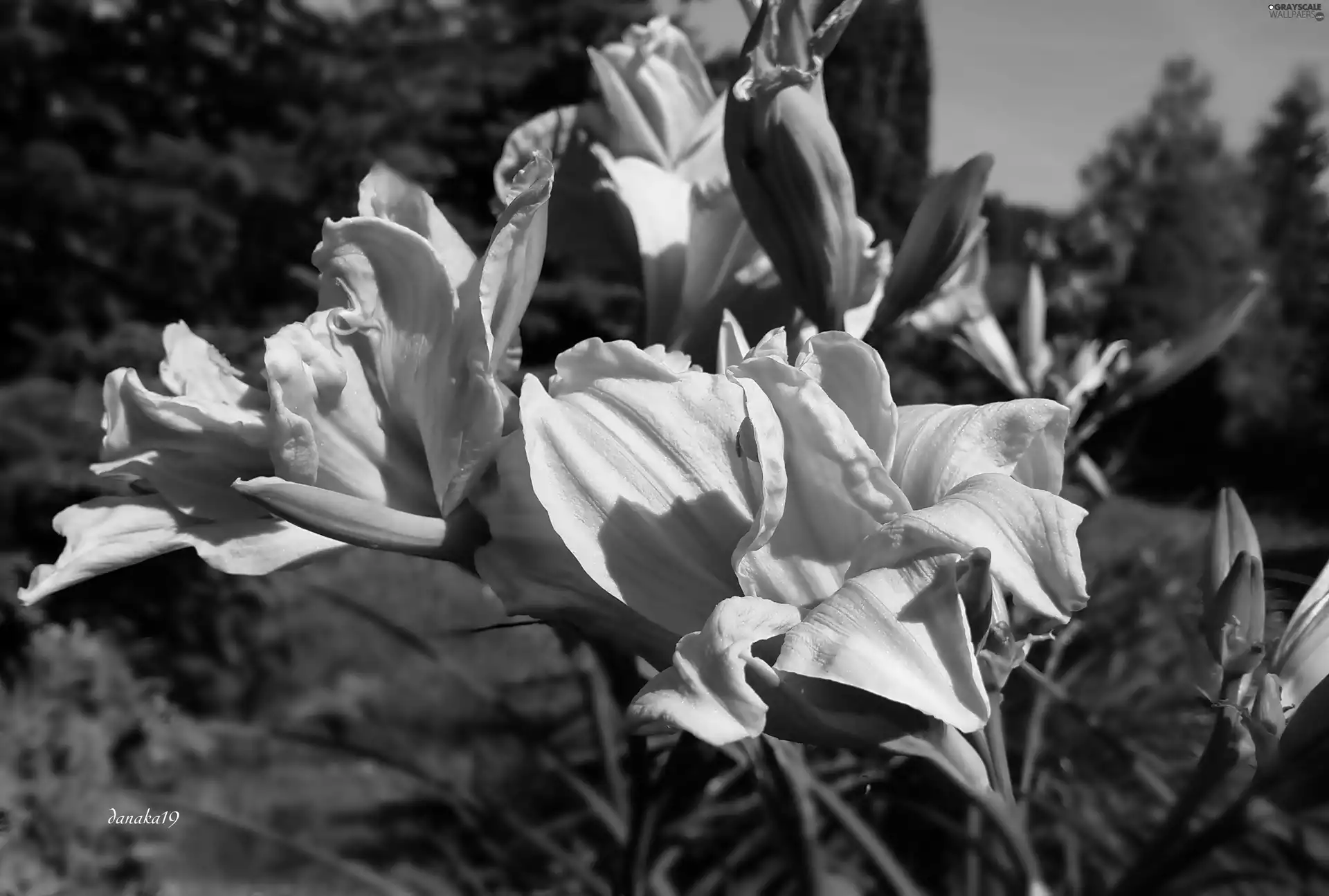 Flowers, full, Daylilies, Orange