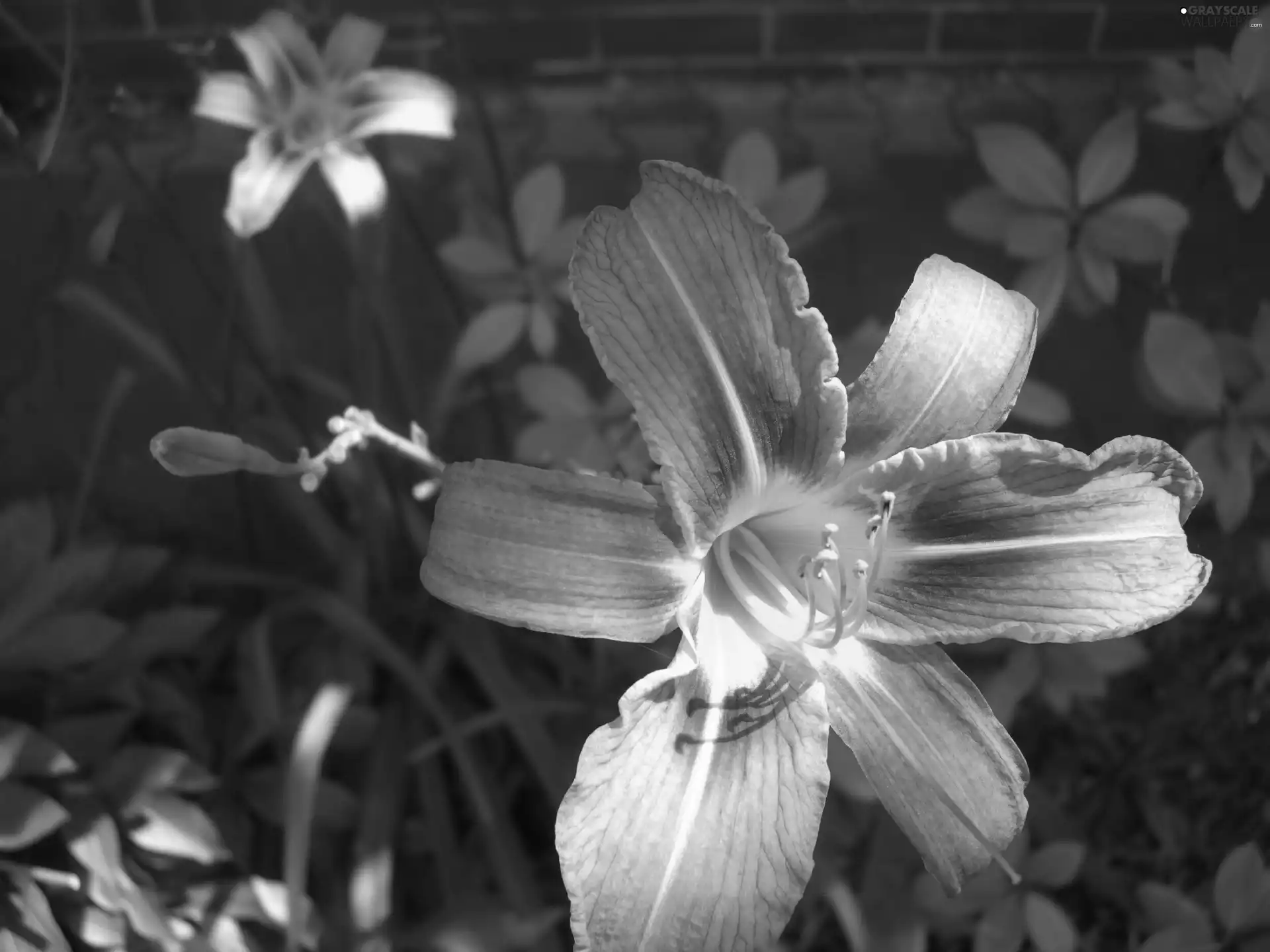 Daylilies