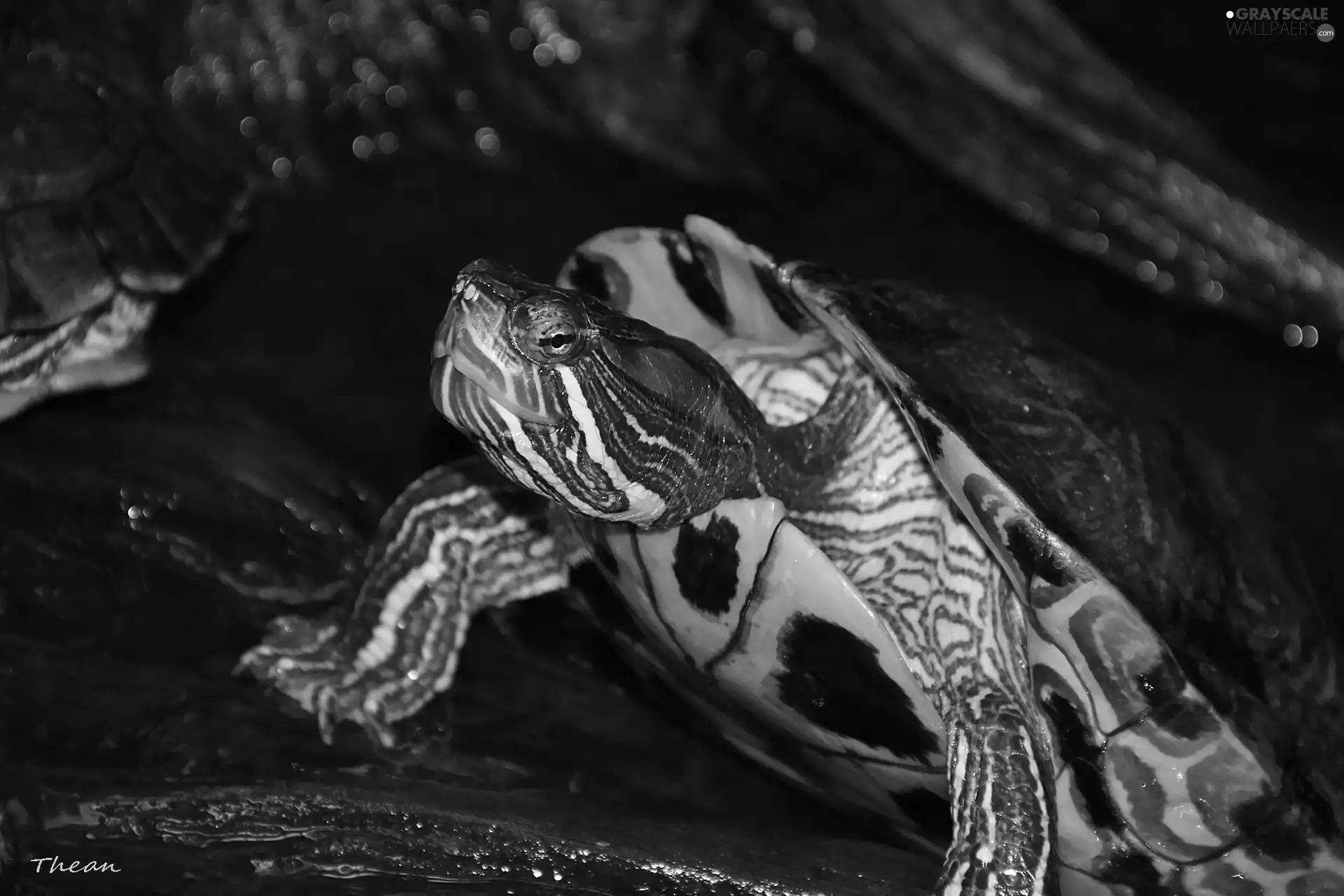 reptile, red-eared slider, decorated