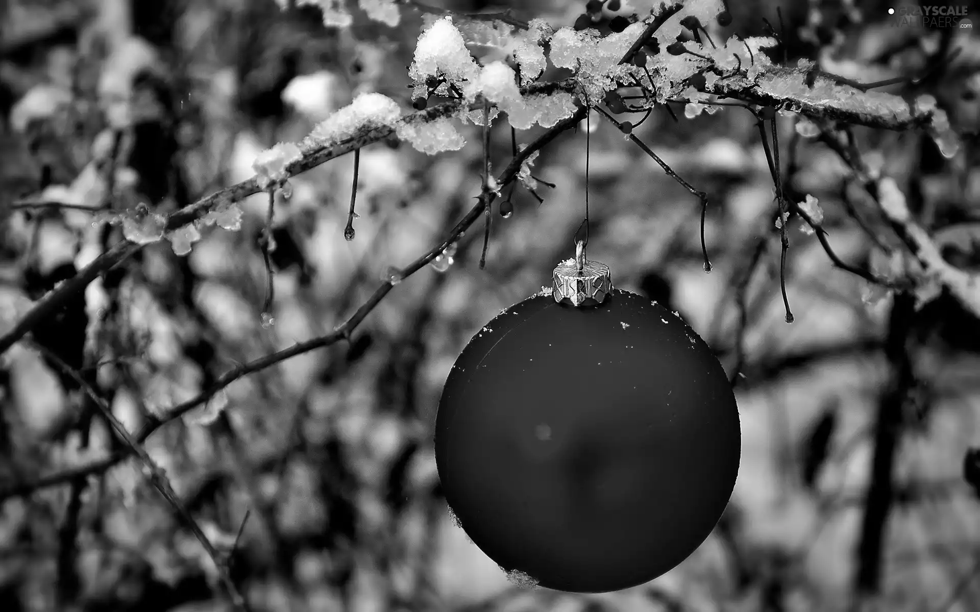 viewes, branch, festively decorated, winter, bauble, trees