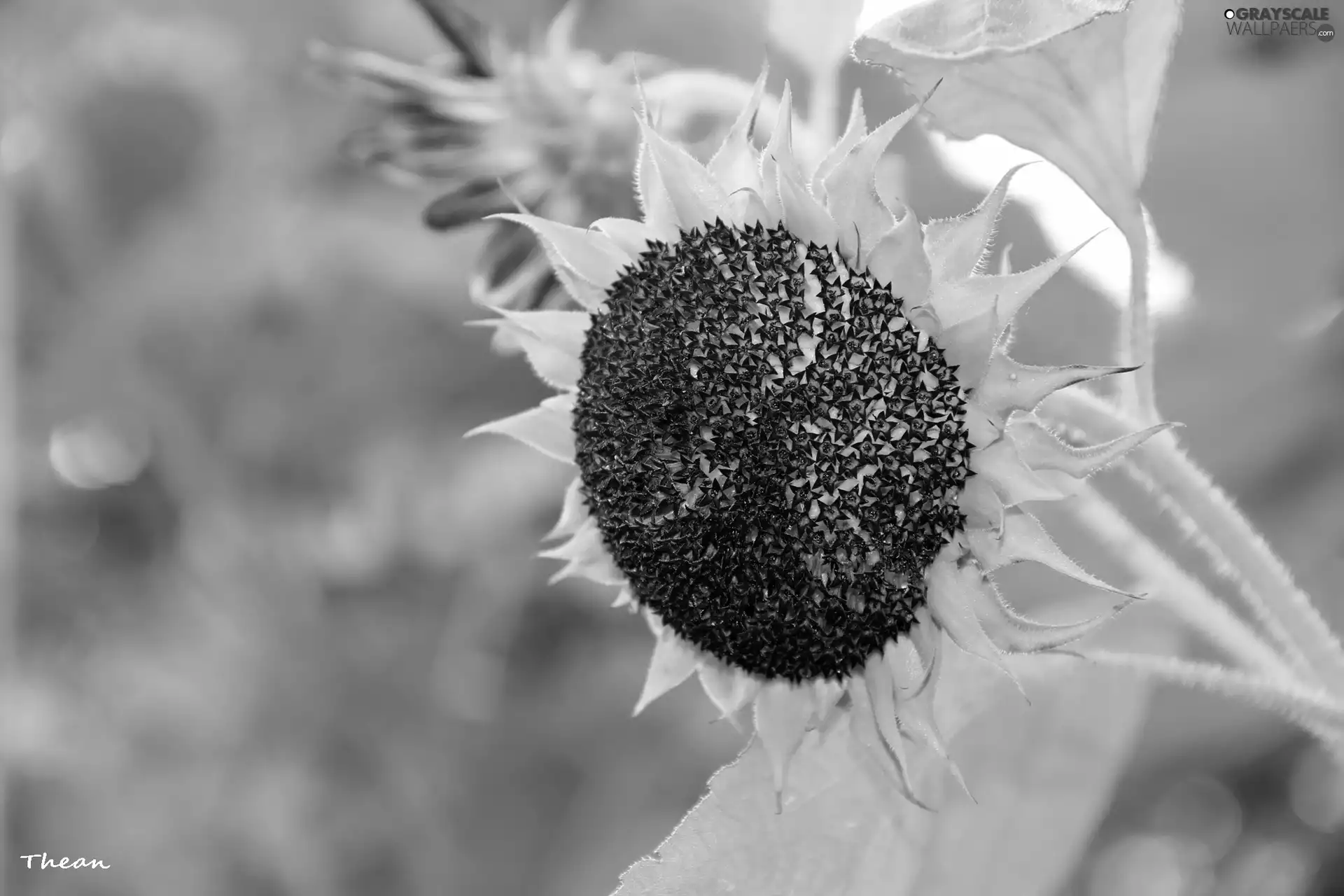 Sunflower, decorated