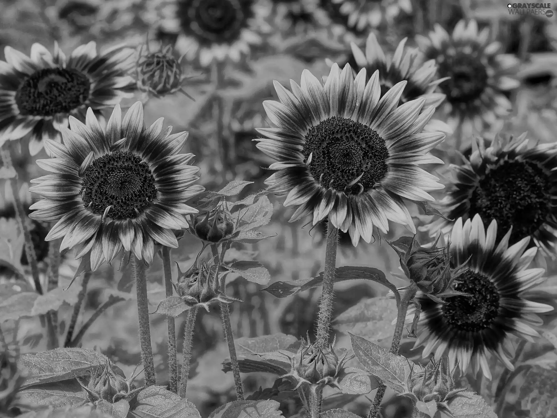 Sunflower, decorated