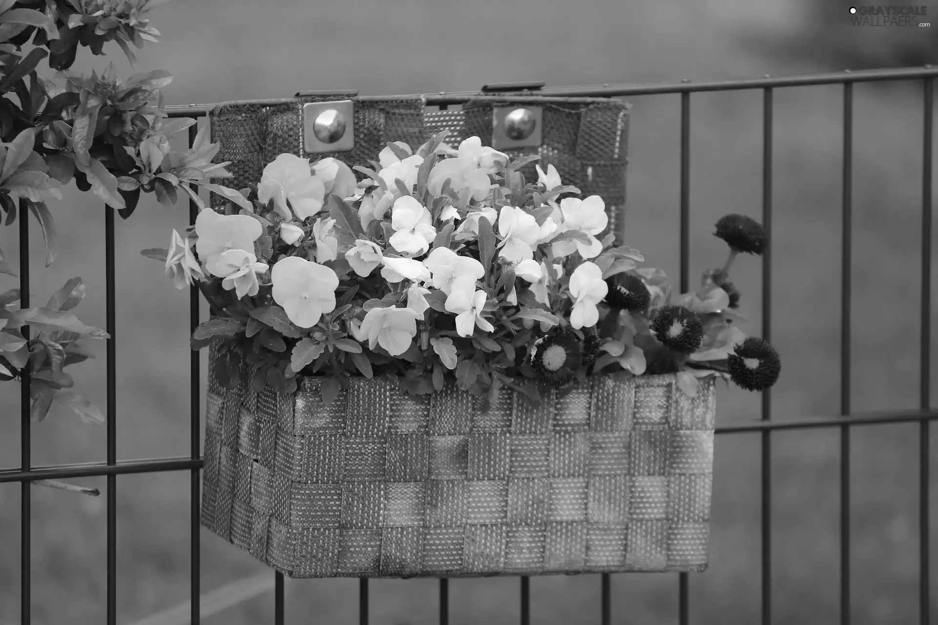 Fance, decoration, pansies, daisies, Flowers