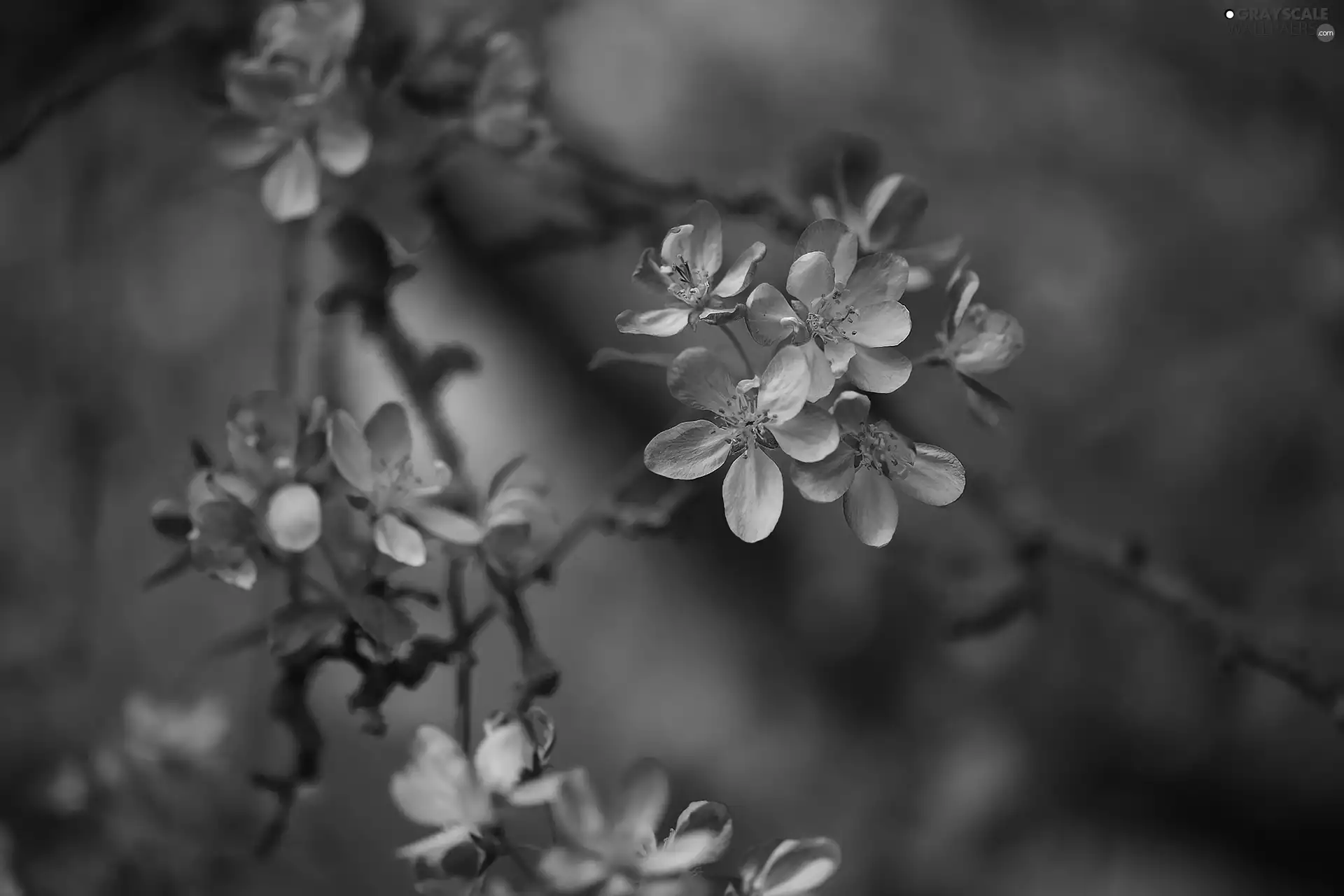 fruit, Apple Tree Decorator, Flowers, trees, Pink