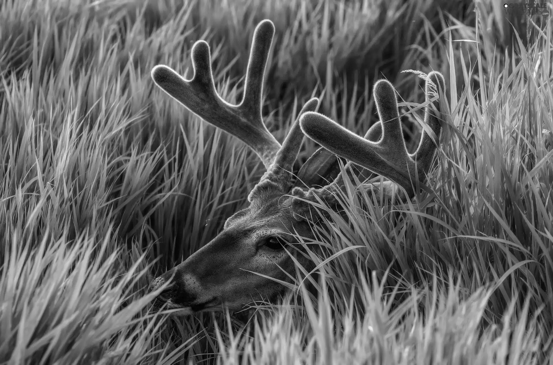 deer, antlers, grass, hidden, tall