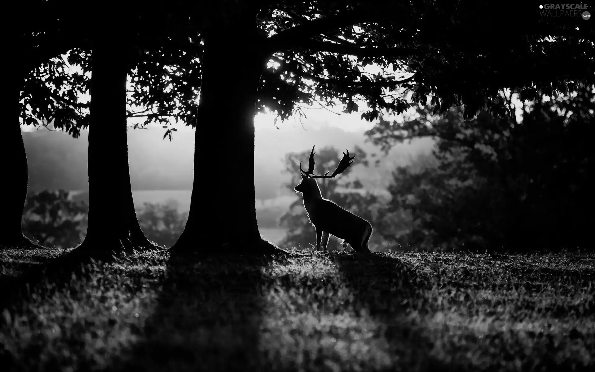 dawn, viewes, deer, trees