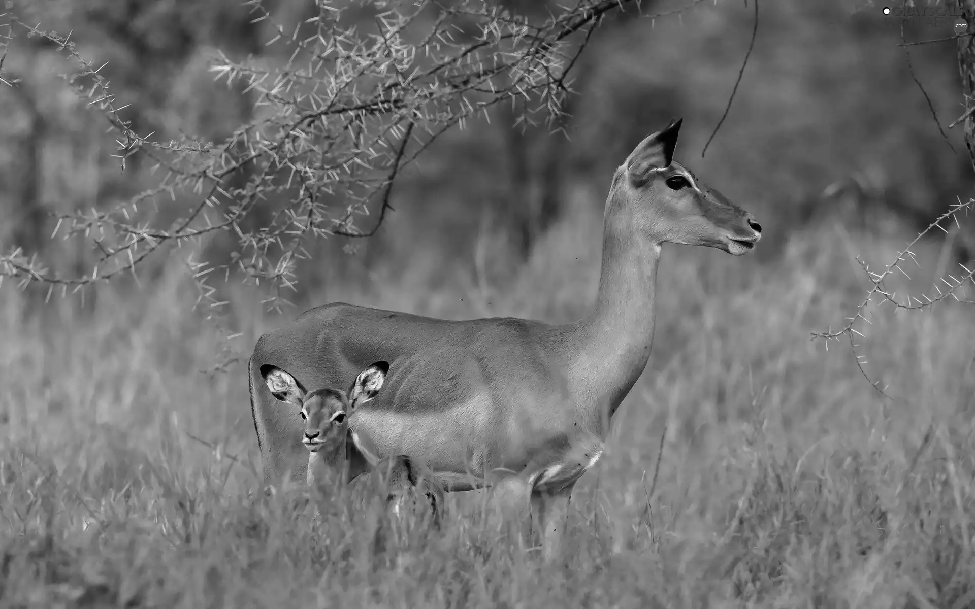 car in the meadow, Two, Antelope
