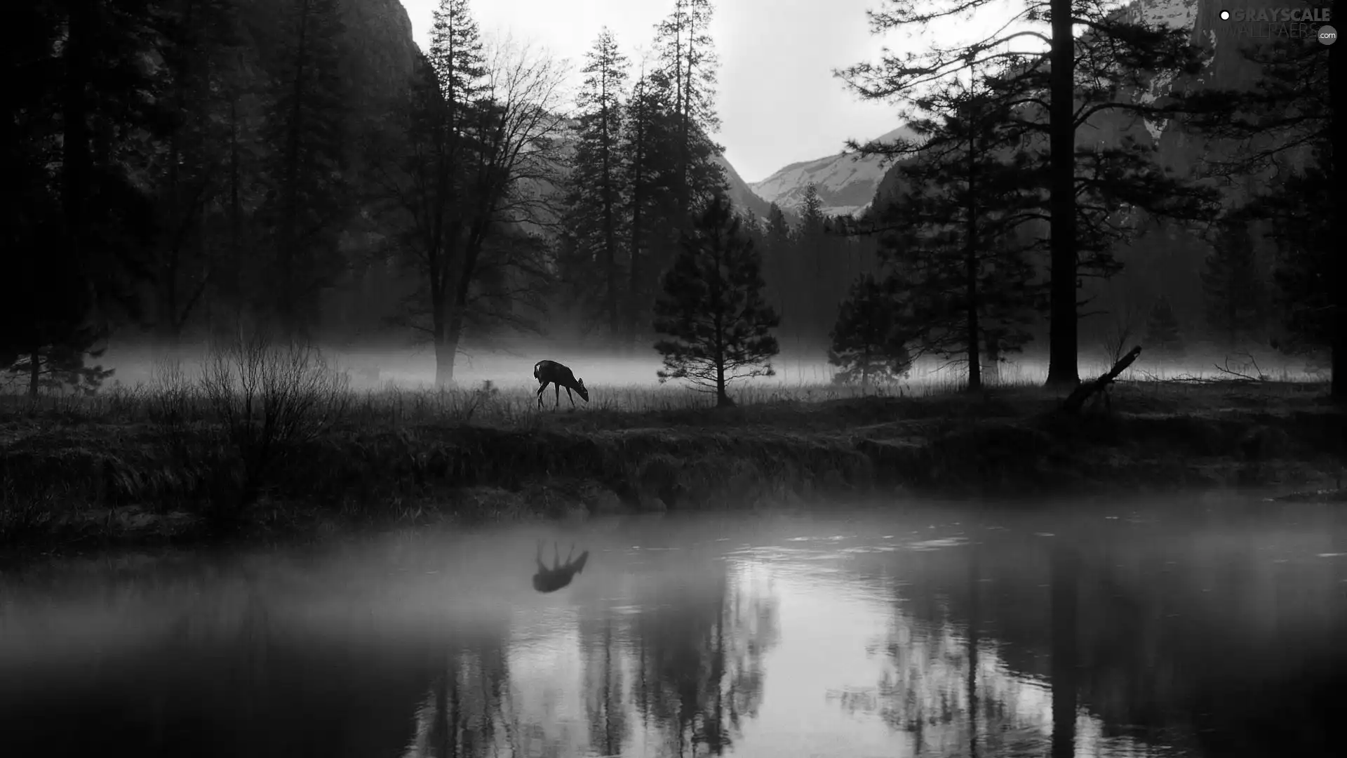 Mountains, water, deer, Fog