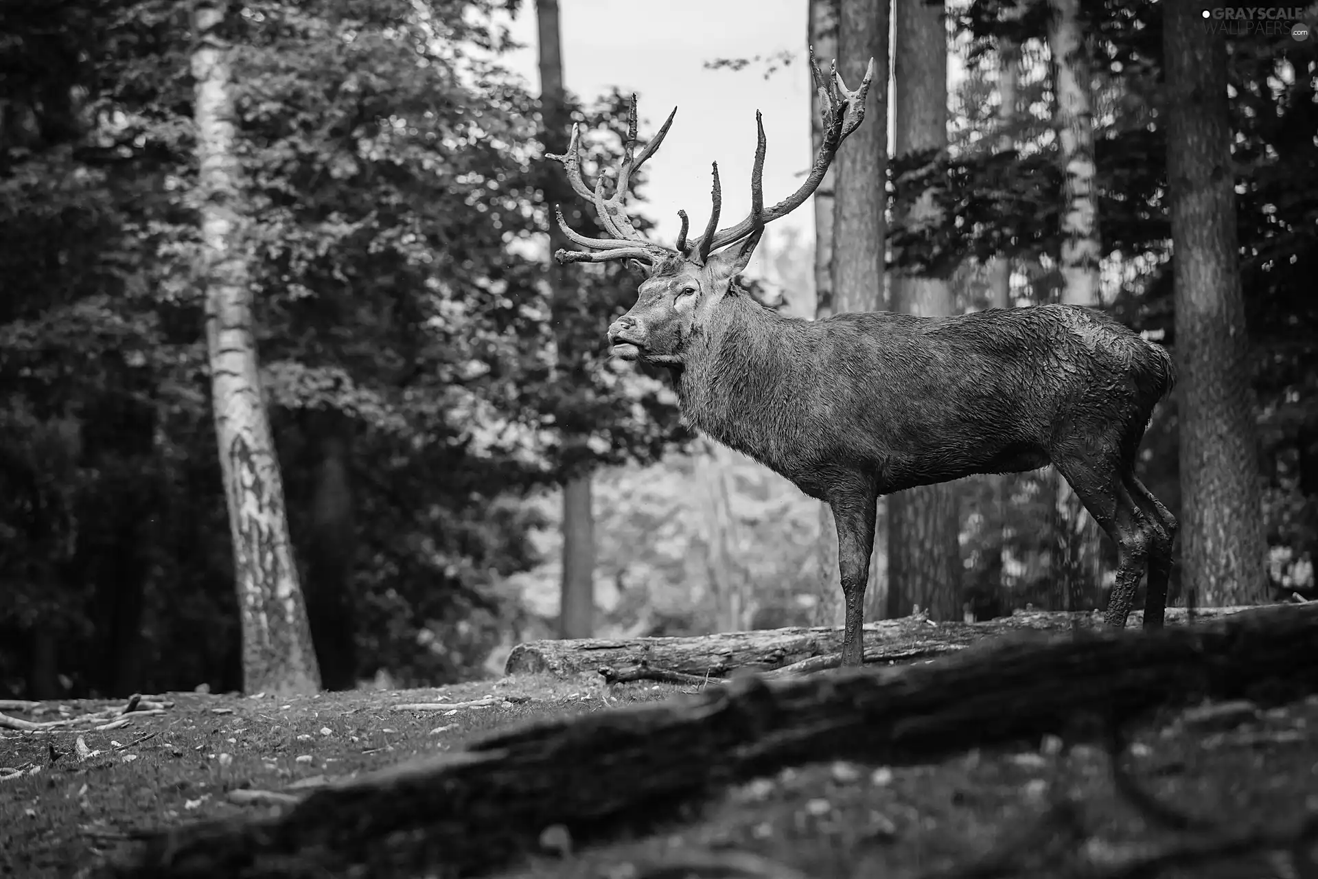 forest, Old car, deer