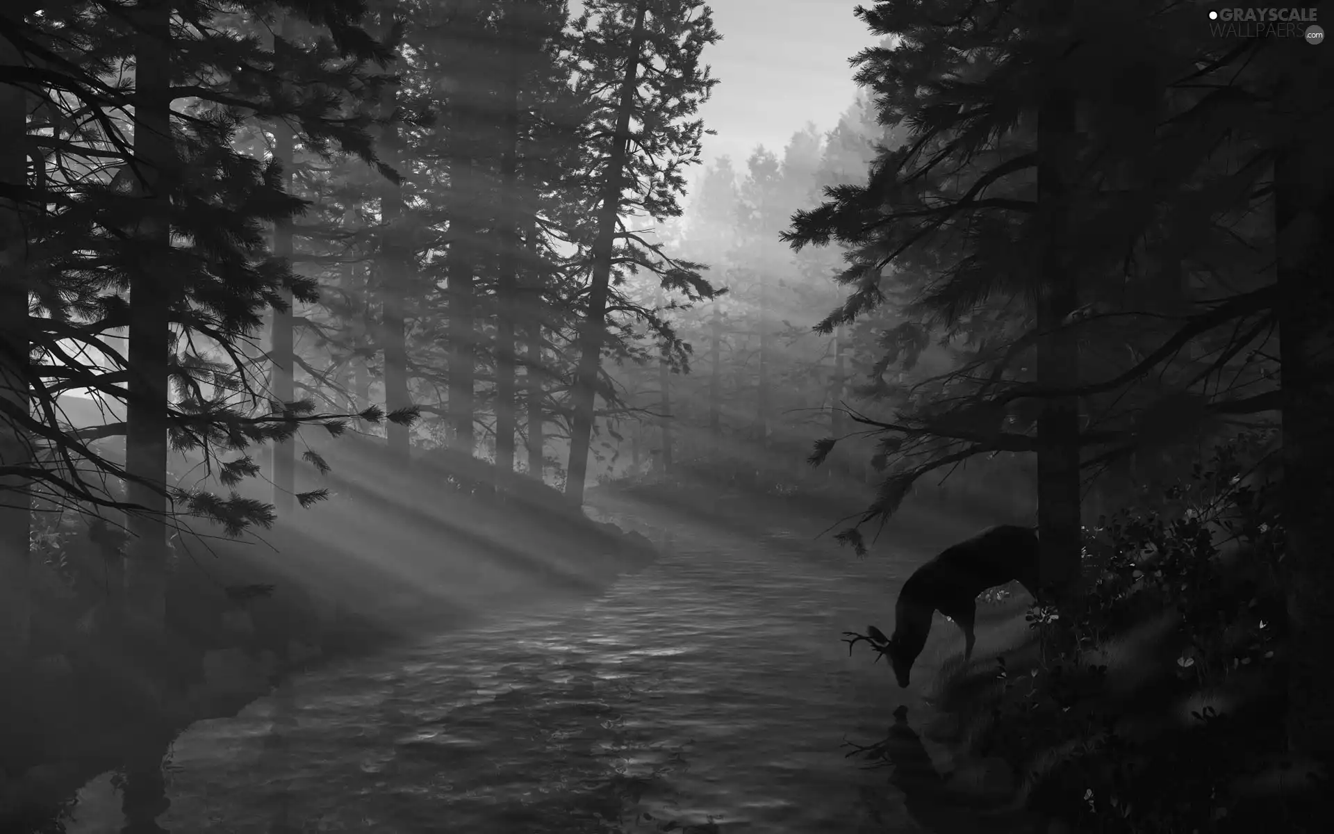 deer, forest, rays