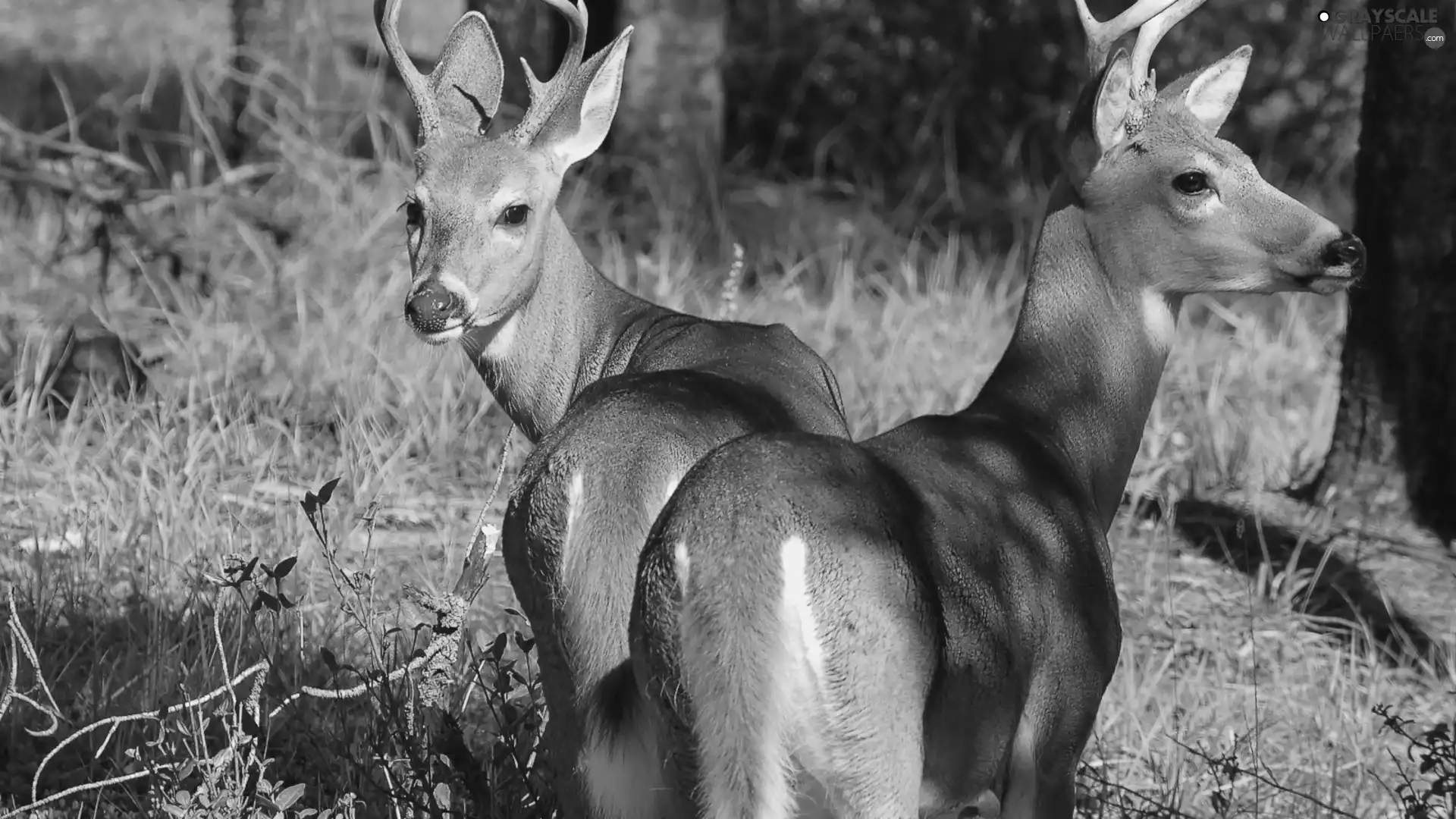forest, Two cars, Deer