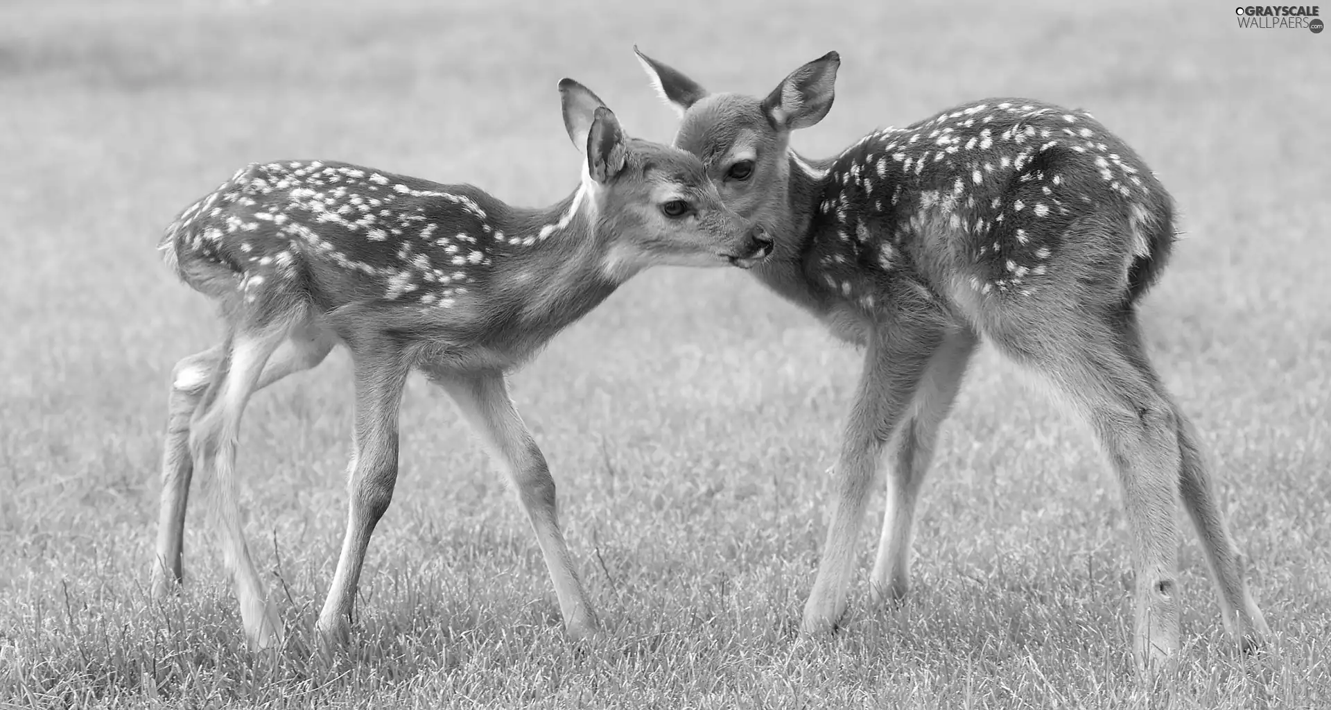 deer, Meadow, Two