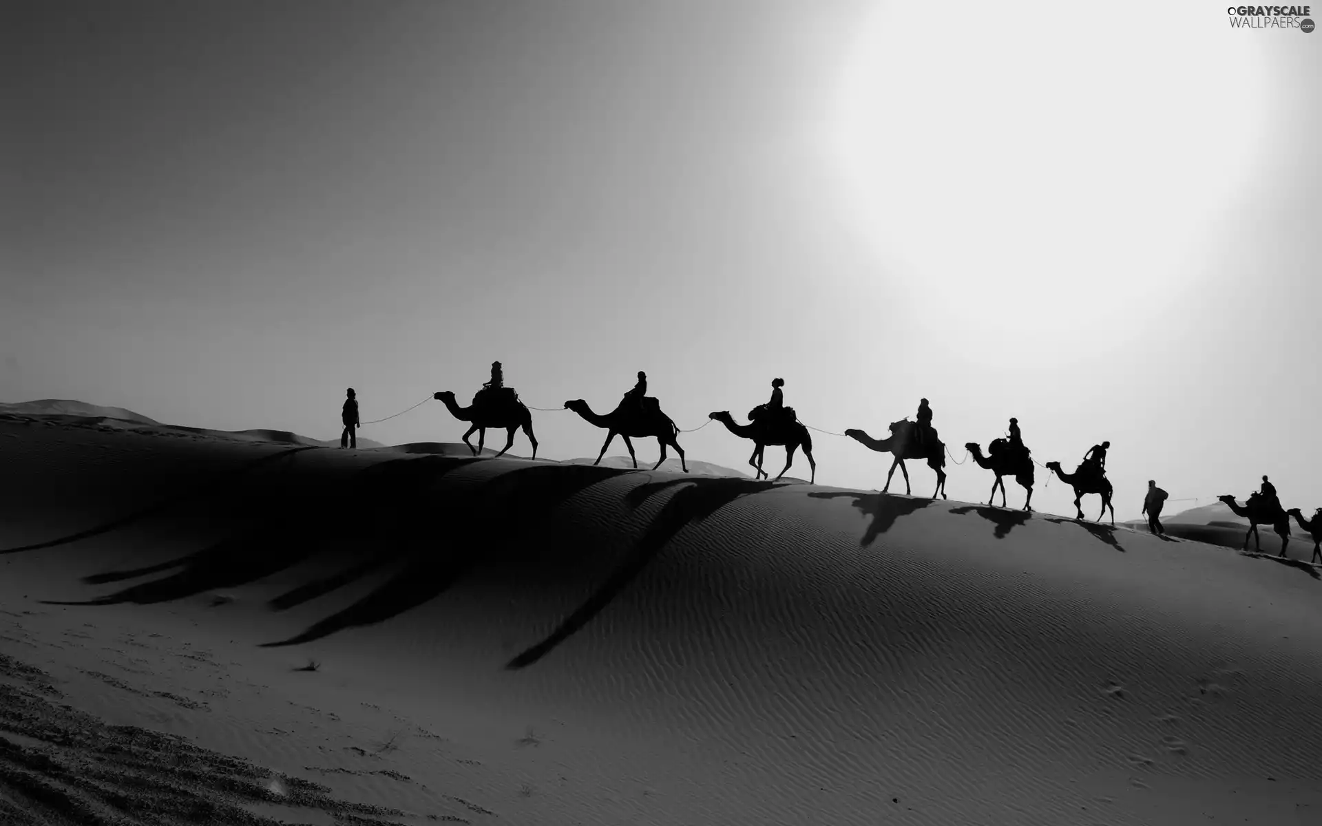 Camels, Desert