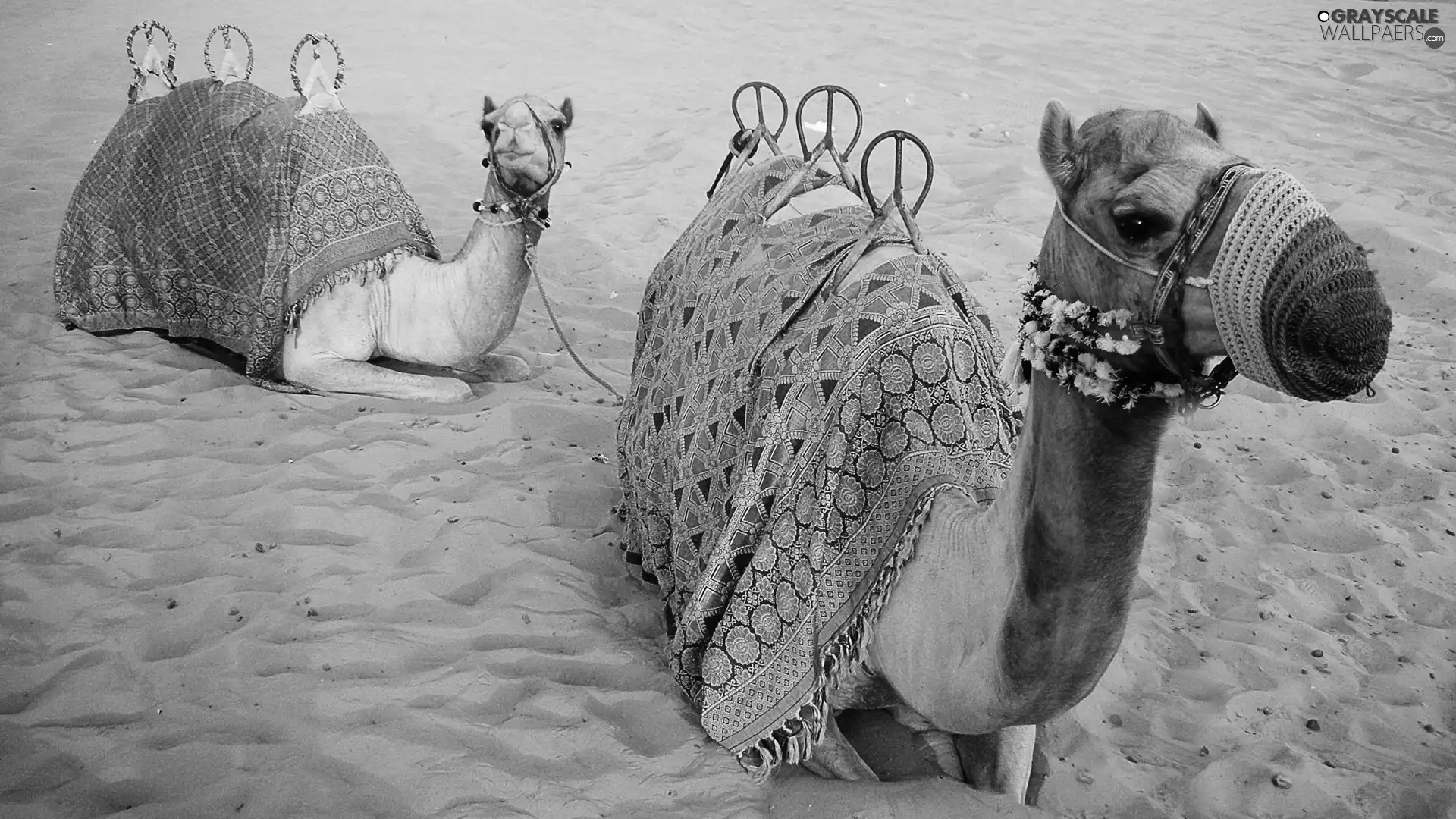 Camels, Desert