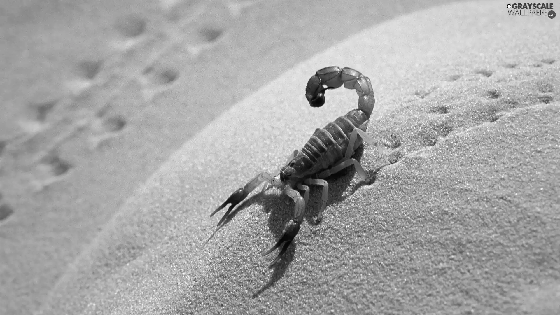 desert, Scorpion, Sand