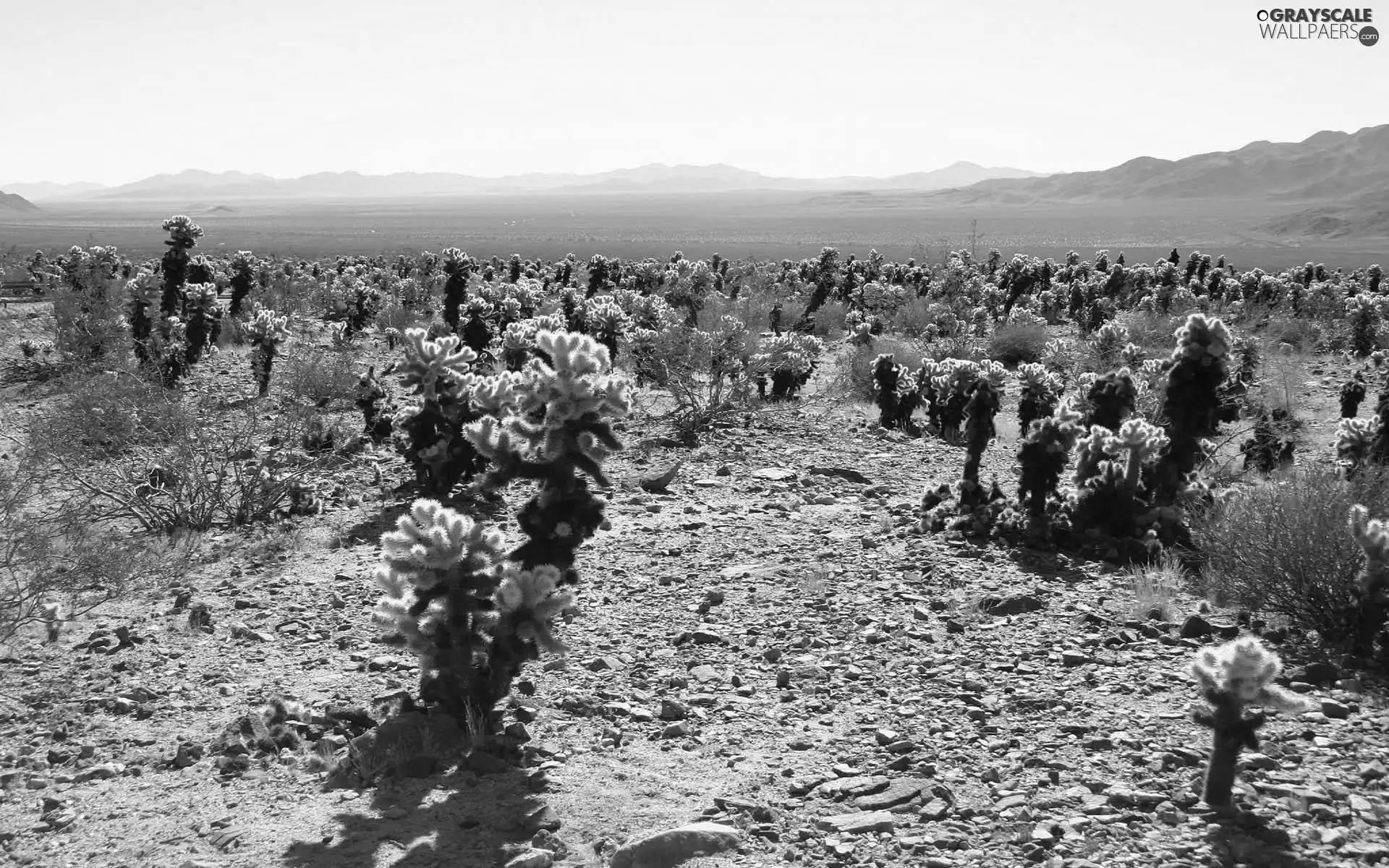 VEGETATION, Desert