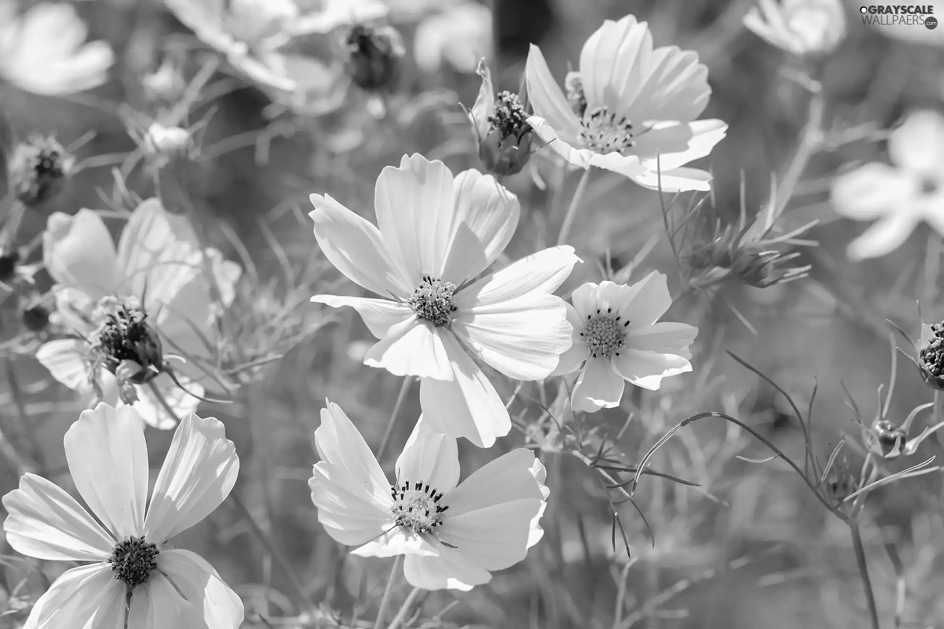 Cosmos, White, Flowers, developed